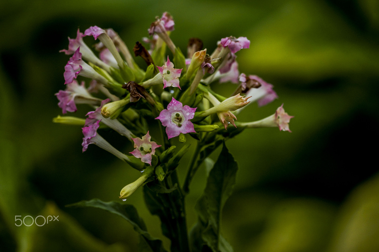 Sony 70-300mm F4.5-5.6 G SSM sample photo. Beautiful,but dangerous photography