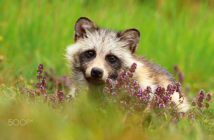 Canon EOS 80D + Canon EF 70-200mm F4L USM sample photo. Raccoon doggy in thymes photography