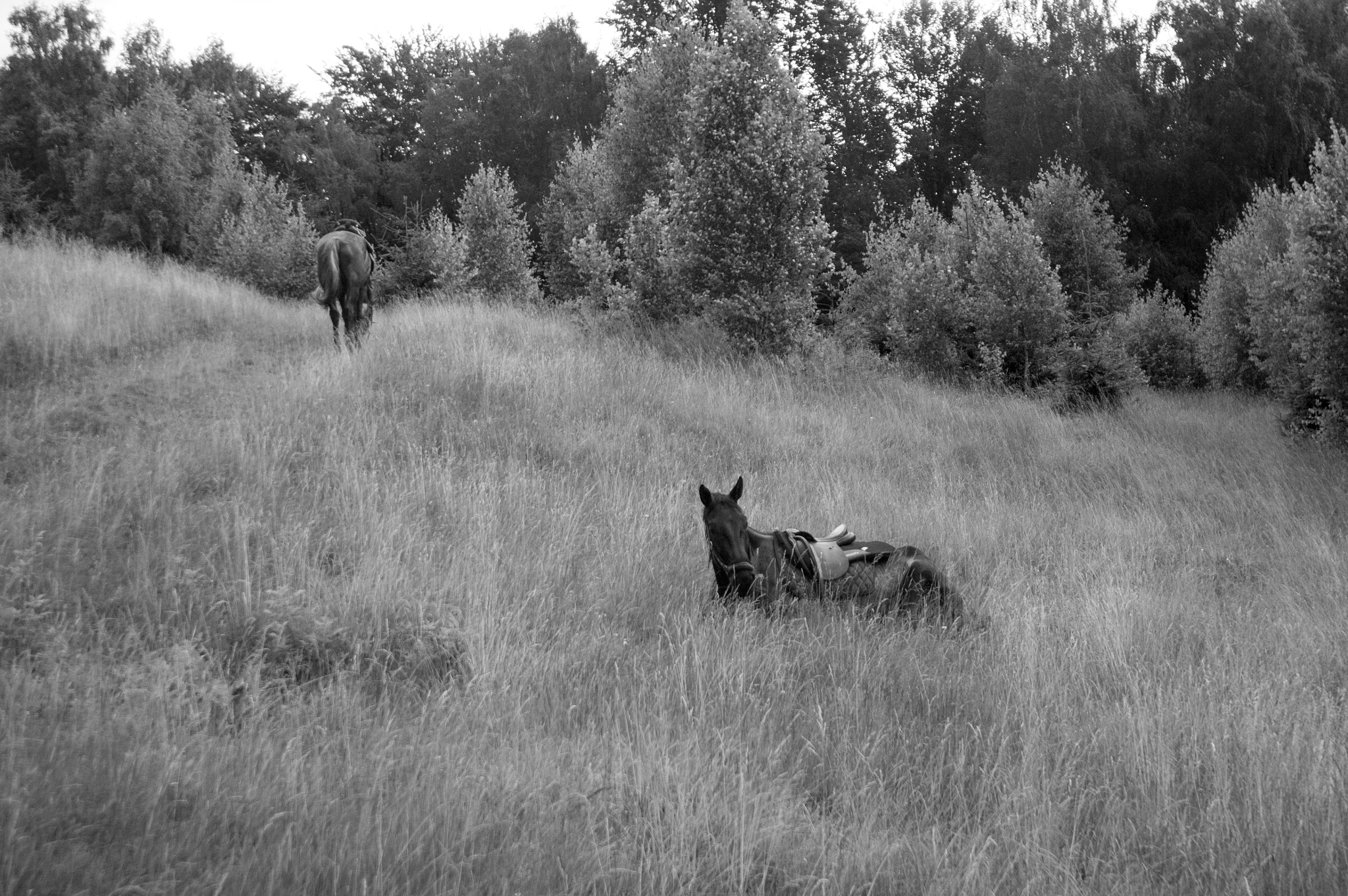 Sigma AF 10-20mm F4-5.6 EX DC sample photo. Sleeping horses_2.jpg photography