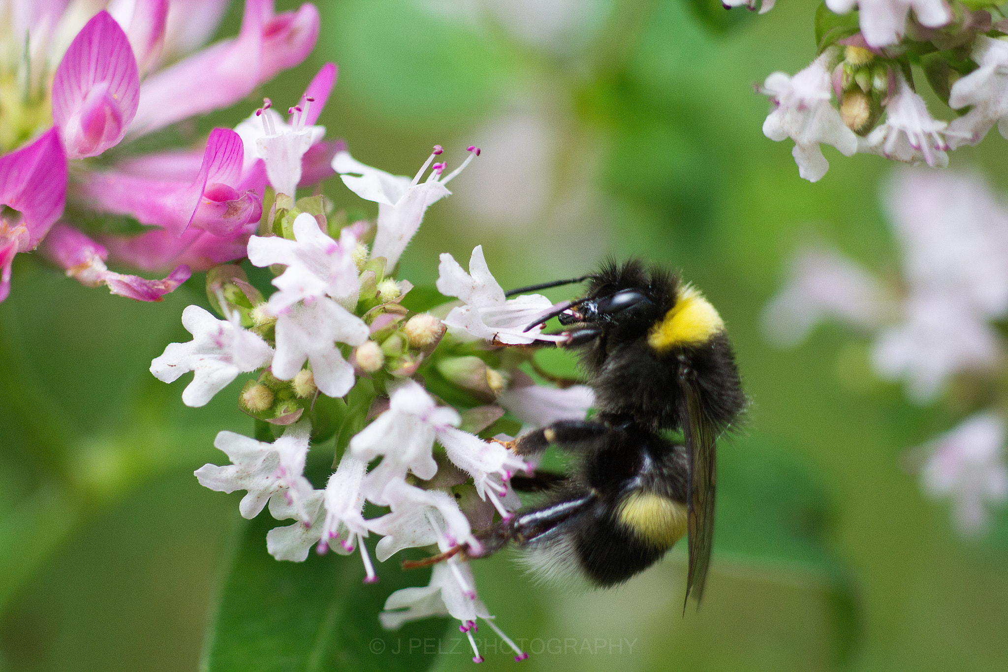 Canon EOS 60D + Canon EF 100mm F2.8 Macro USM sample photo. Another bumblebee. photography