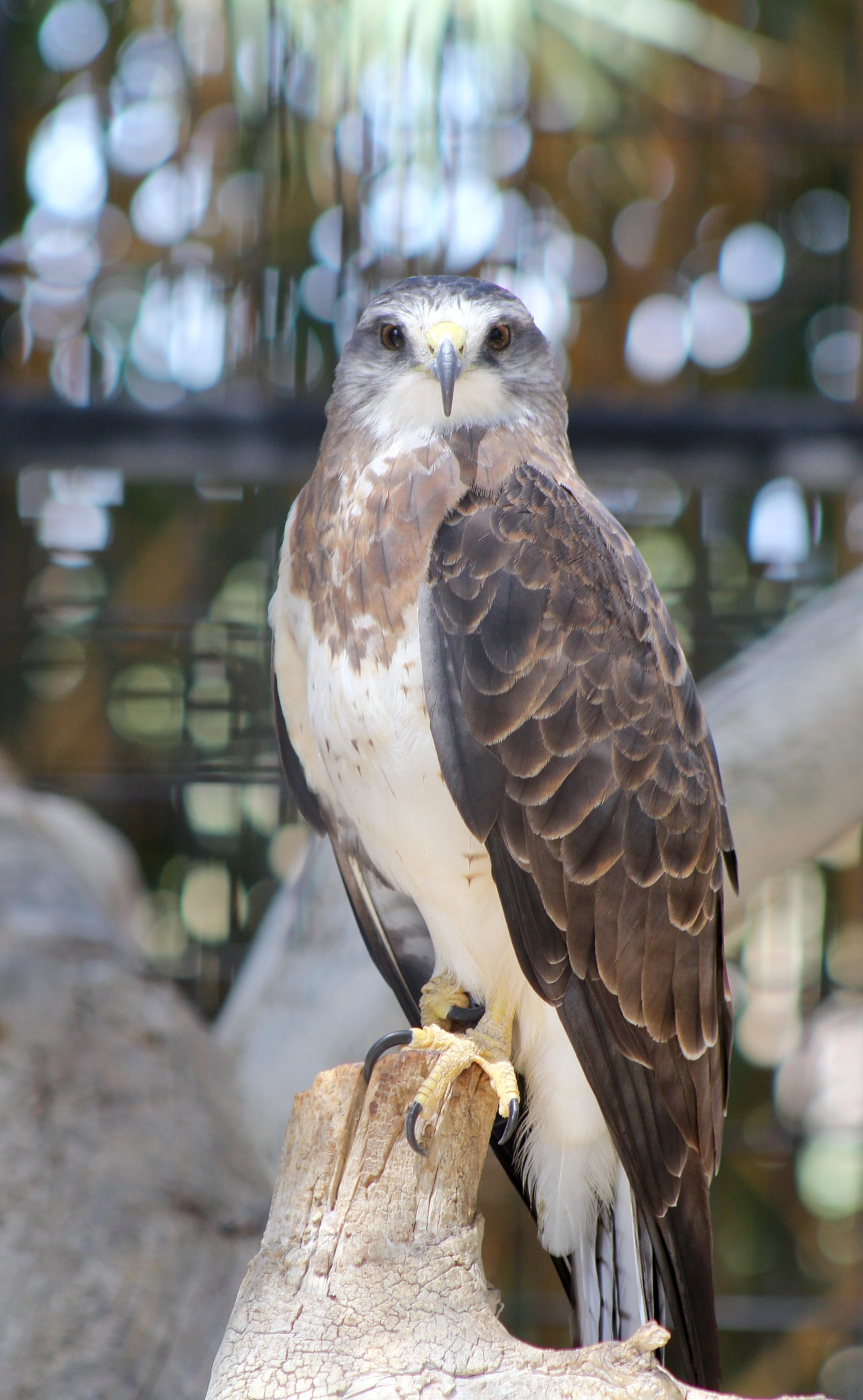 Canon EF75-300mm f/4-5.6 sample photo. Red tailed hawk, alameda park zoo in alamogordo new mexico. photography
