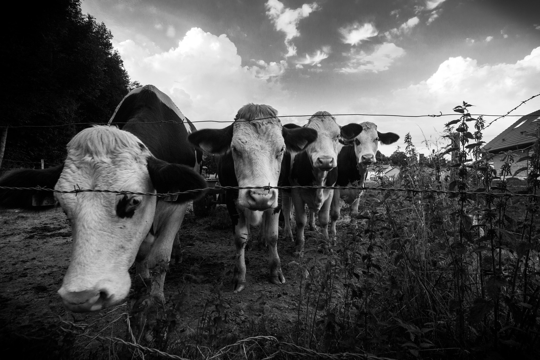 Sigma 10-20mm F3.5 EX DC HSM sample photo. Notorious c.o.w.s photography