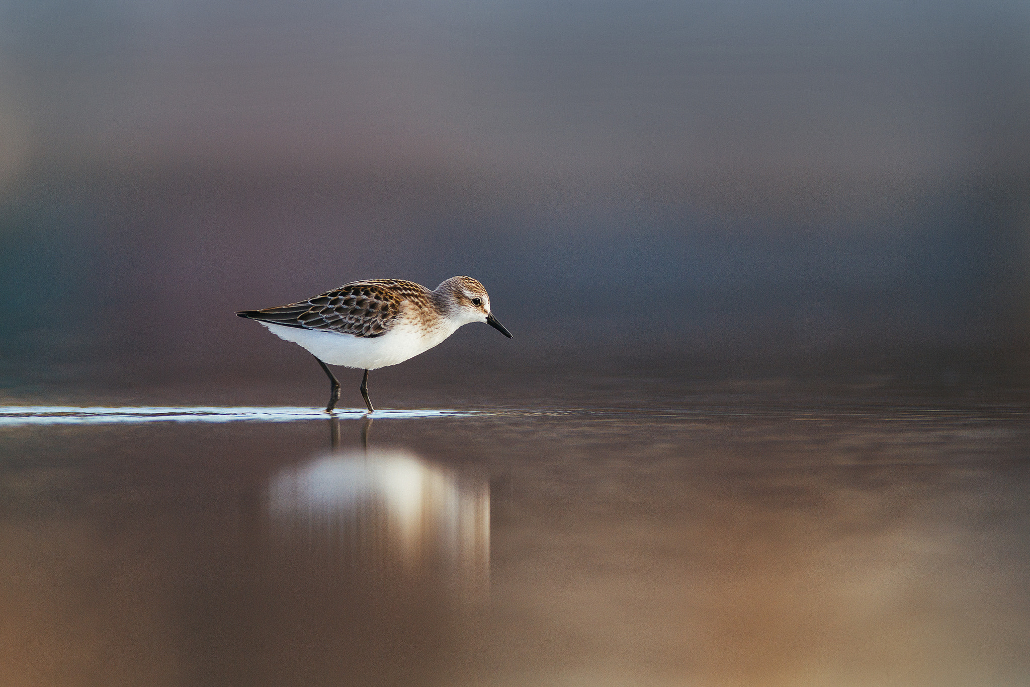 Canon EOS 7D + Canon EF 600mm f/4L IS sample photo. Semipalmated sandpiper photography