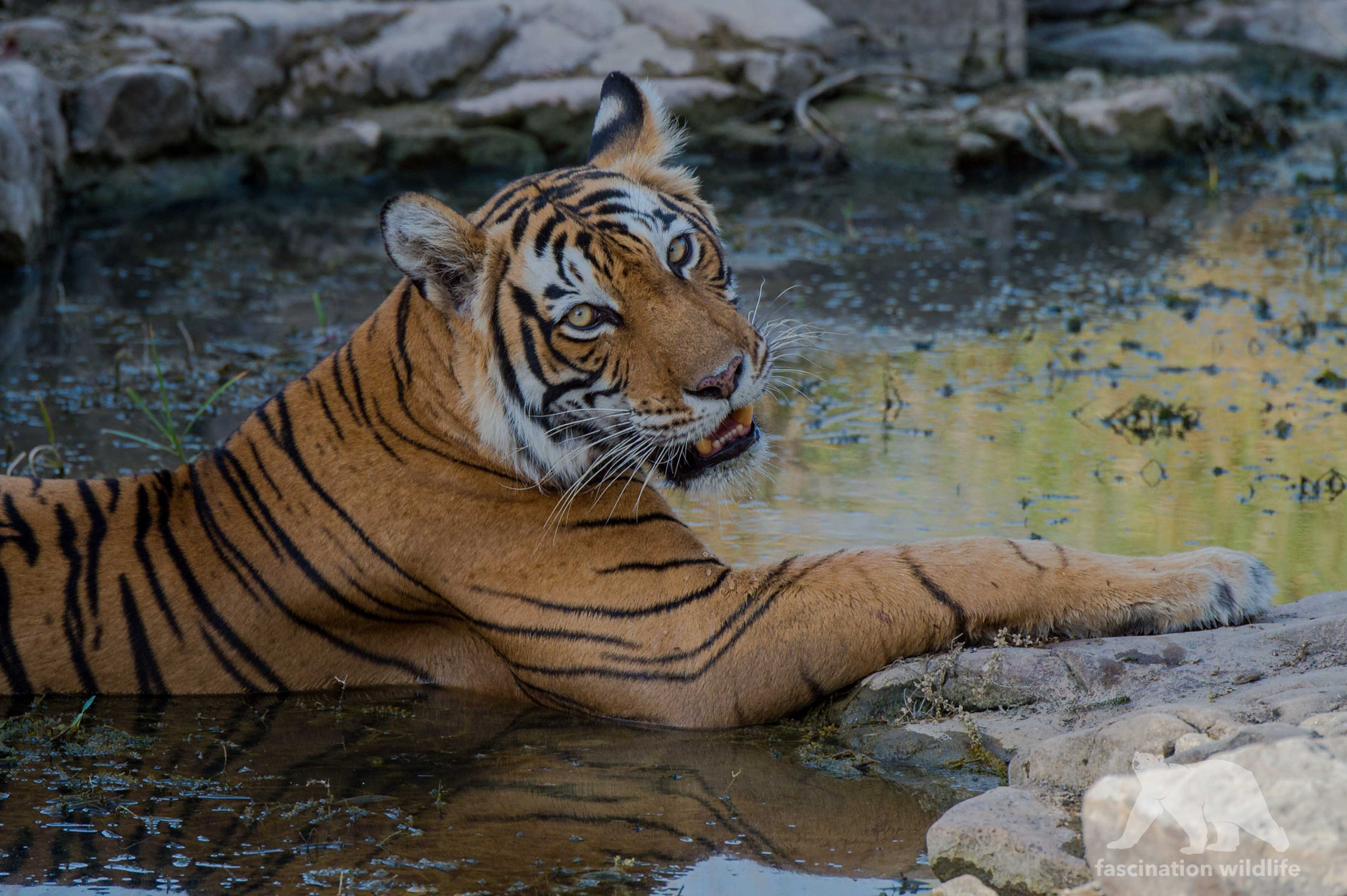 Nikon D4S sample photo. Tiger spa photography