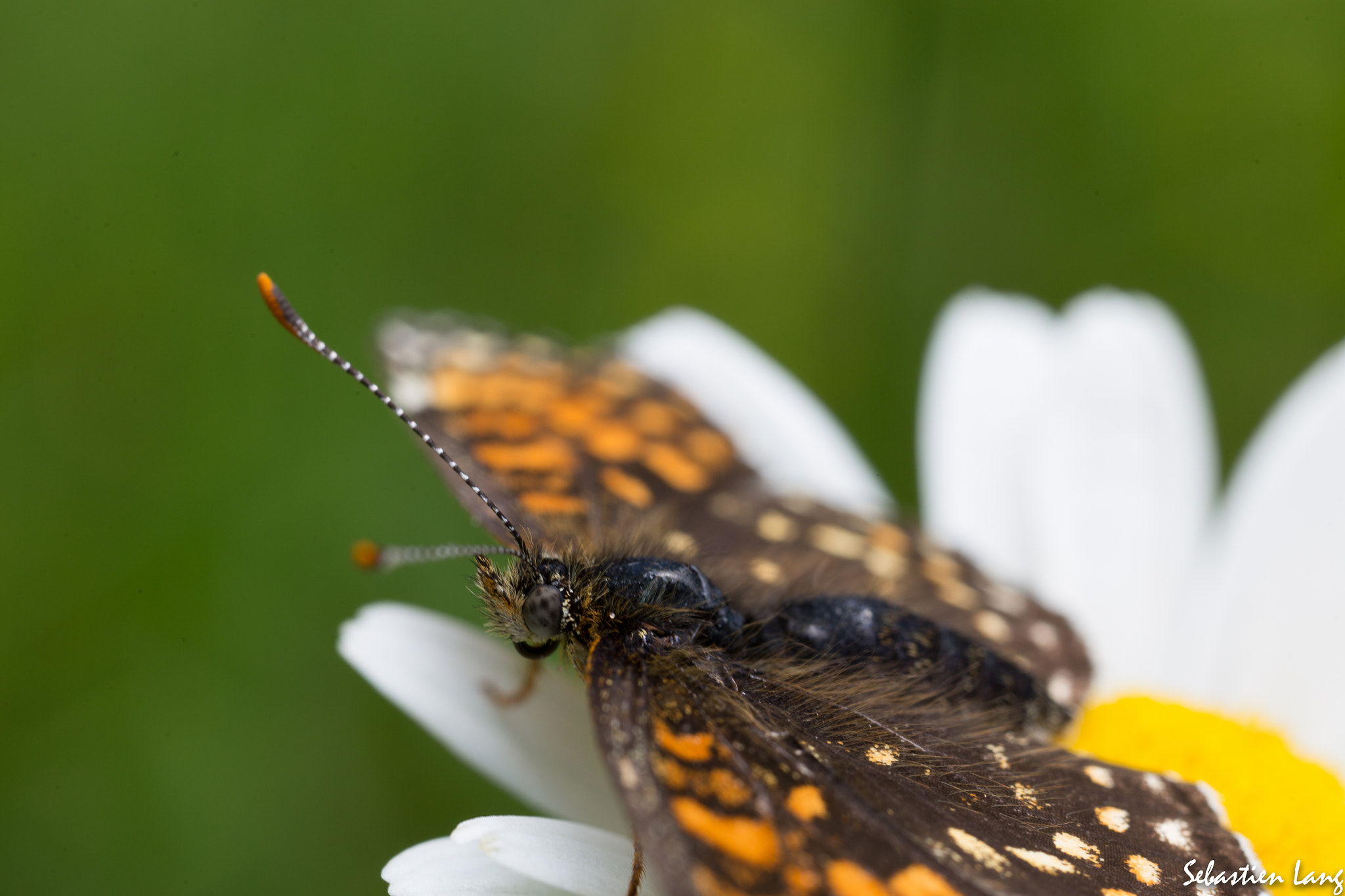 Canon MP-E 65mm F2.5 1-5x Macro Photo sample photo. Papillon photography