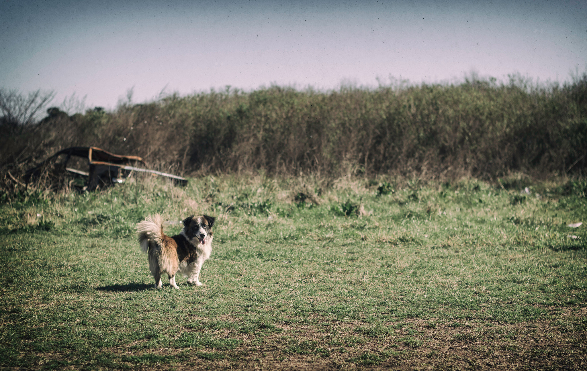 Canon EOS 600D (Rebel EOS T3i / EOS Kiss X5) + Canon EF 50mm F1.8 II sample photo. Corriendo al sol photography