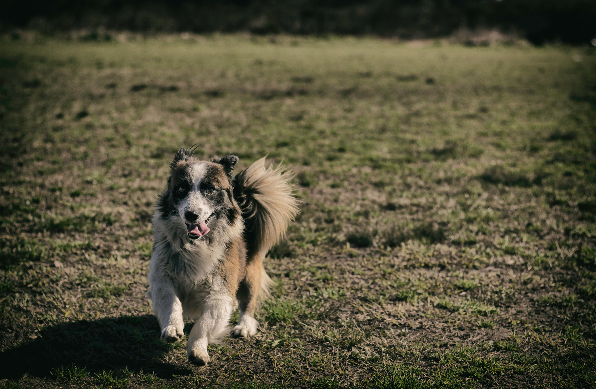 Canon EOS 600D (Rebel EOS T3i / EOS Kiss X5) + Canon EF 50mm F1.8 II sample photo. Corriendo al sol photography