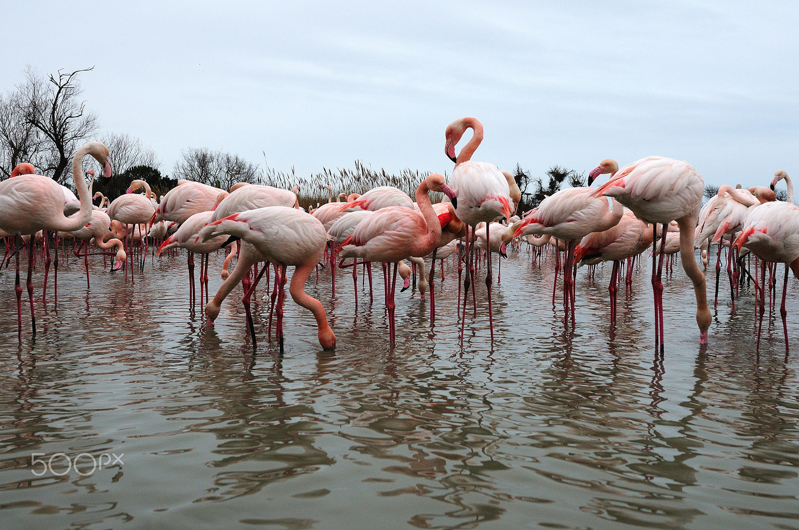 Nikon AF-S Nikkor 14-24mm F2.8G ED sample photo. Les flamants photography