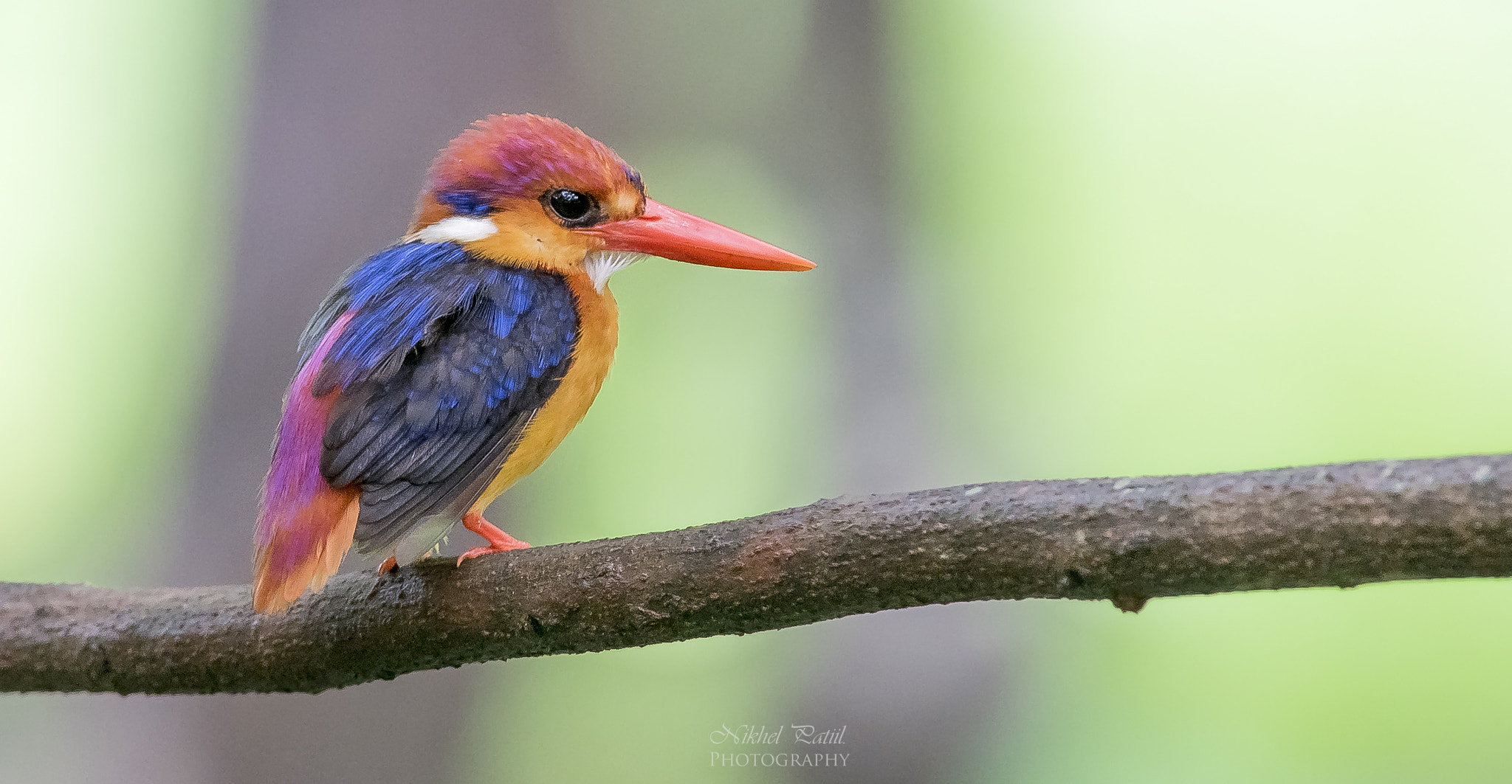 Nikon D750 + Nikon AF-S Nikkor 300mm F4D ED-IF sample photo. Odkf photography