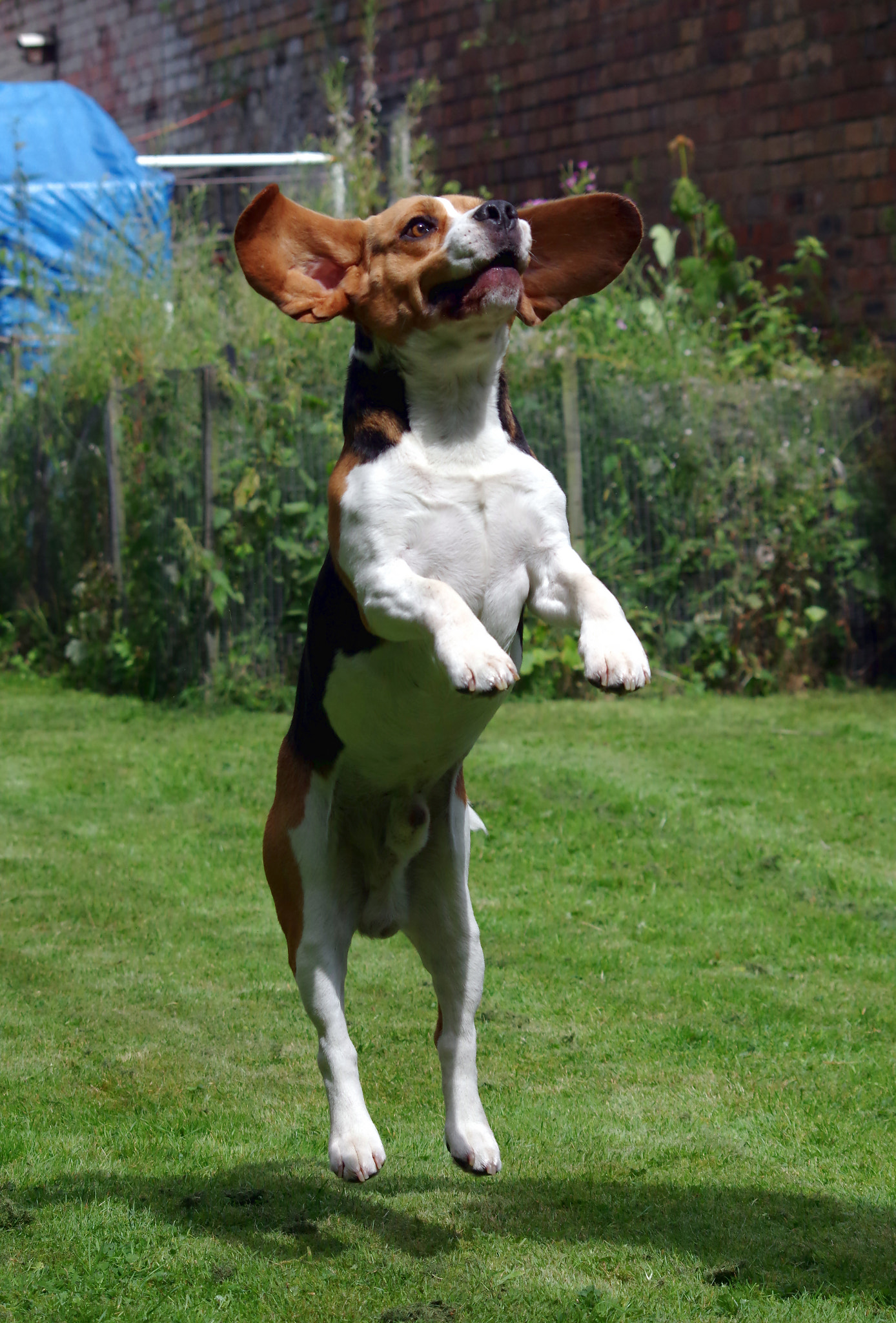 Pentax K-3 + Sigma 70-300mm F4-5.6 Macro sample photo. Jumping beagle photography