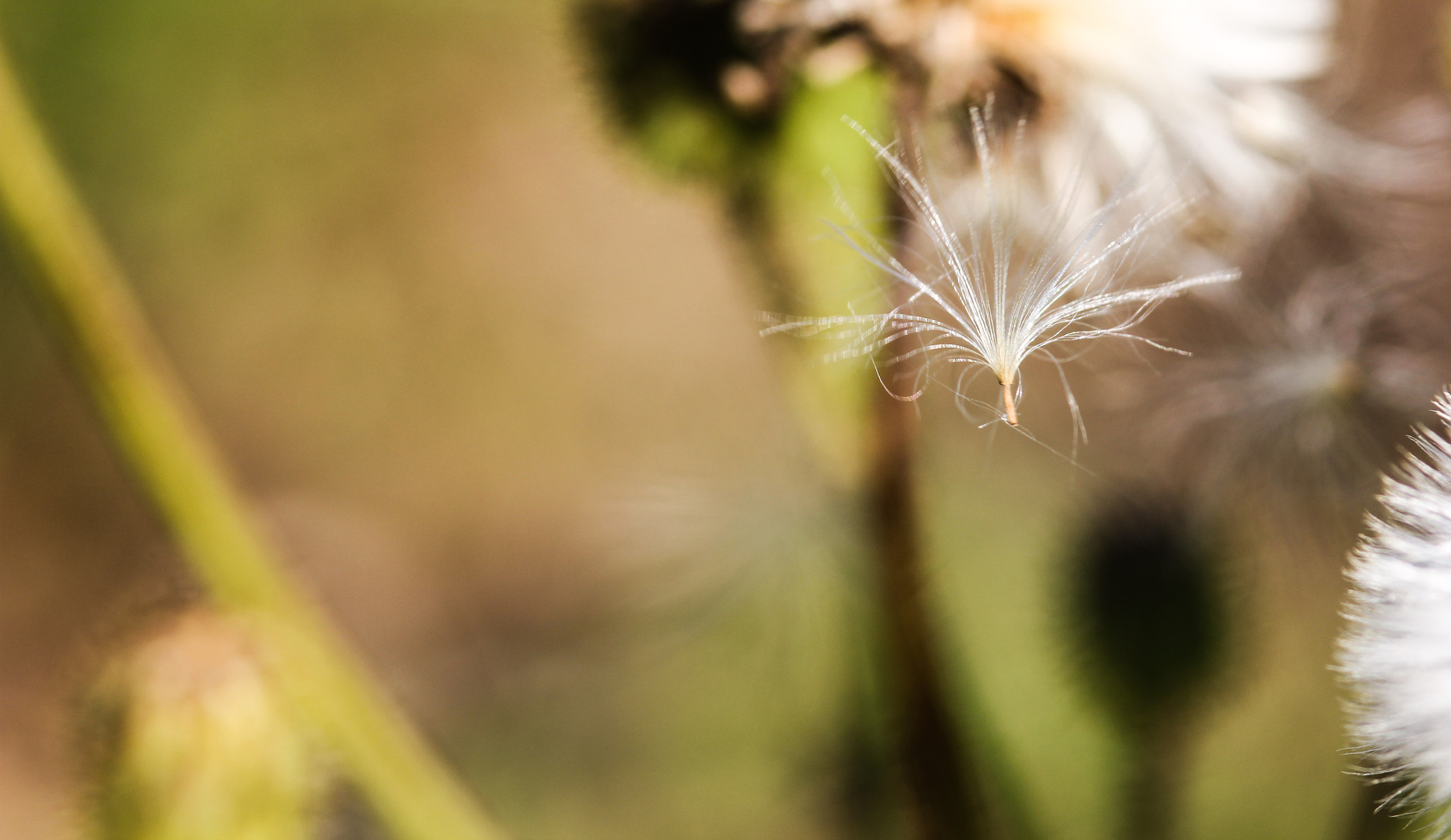 Sigma 105mm F2.8 EX DG Macro sample photo. Balancing on the spider web - en équilibre photography