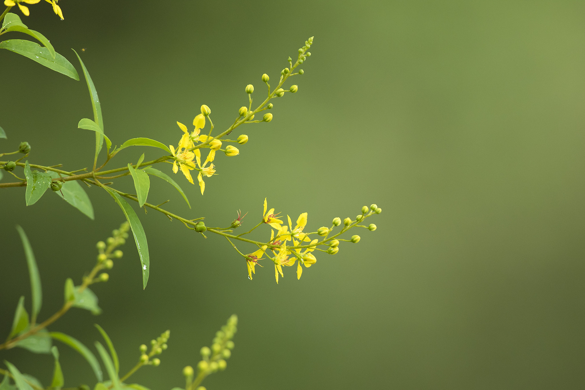 Canon EF 300mm F2.8L IS II USM sample photo. Yellow flowers photography