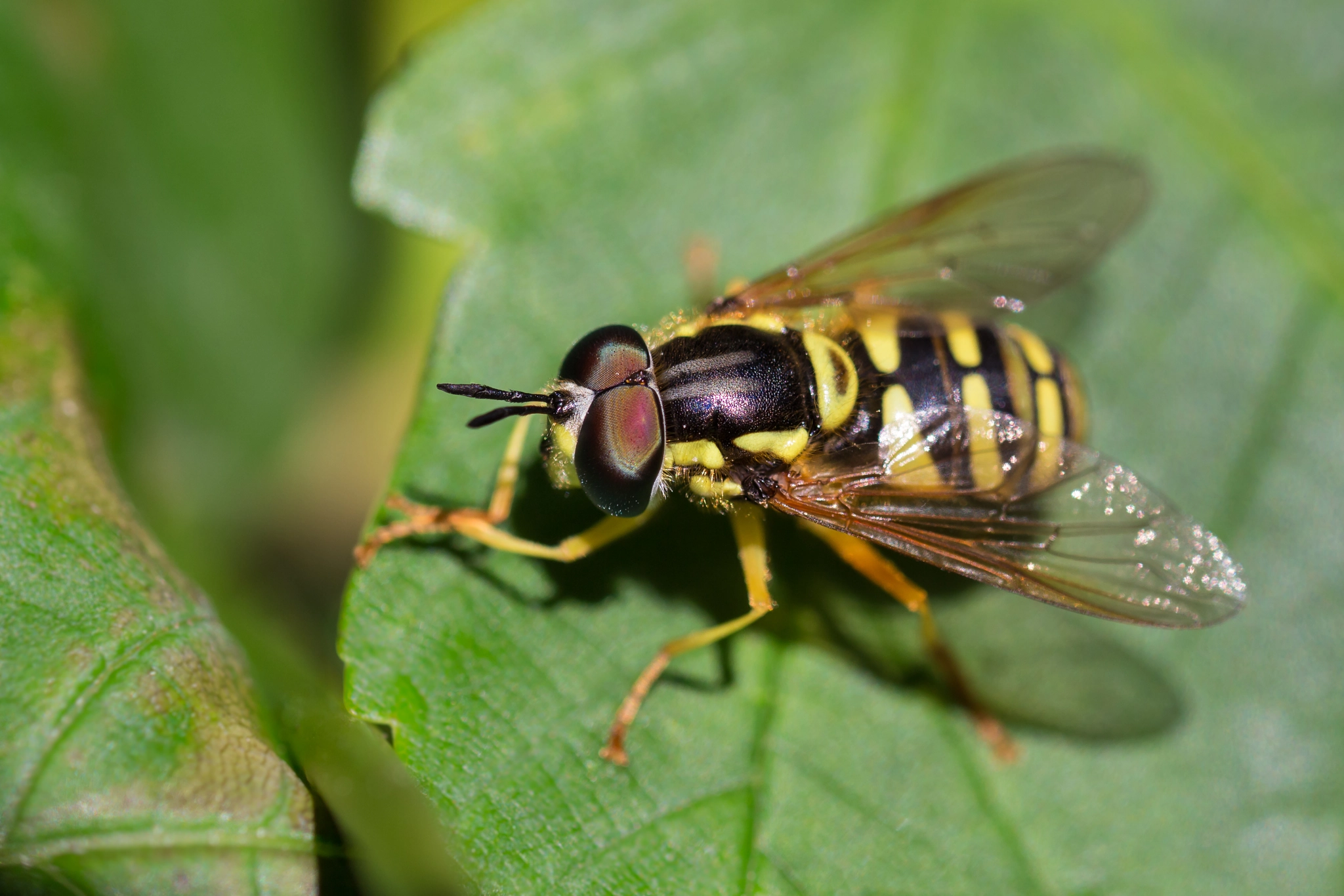 Canon EOS 700D (EOS Rebel T5i / EOS Kiss X7i) + Canon EF 100mm F2.8L Macro IS USM sample photo. Hoverfly - schwebfliege photography