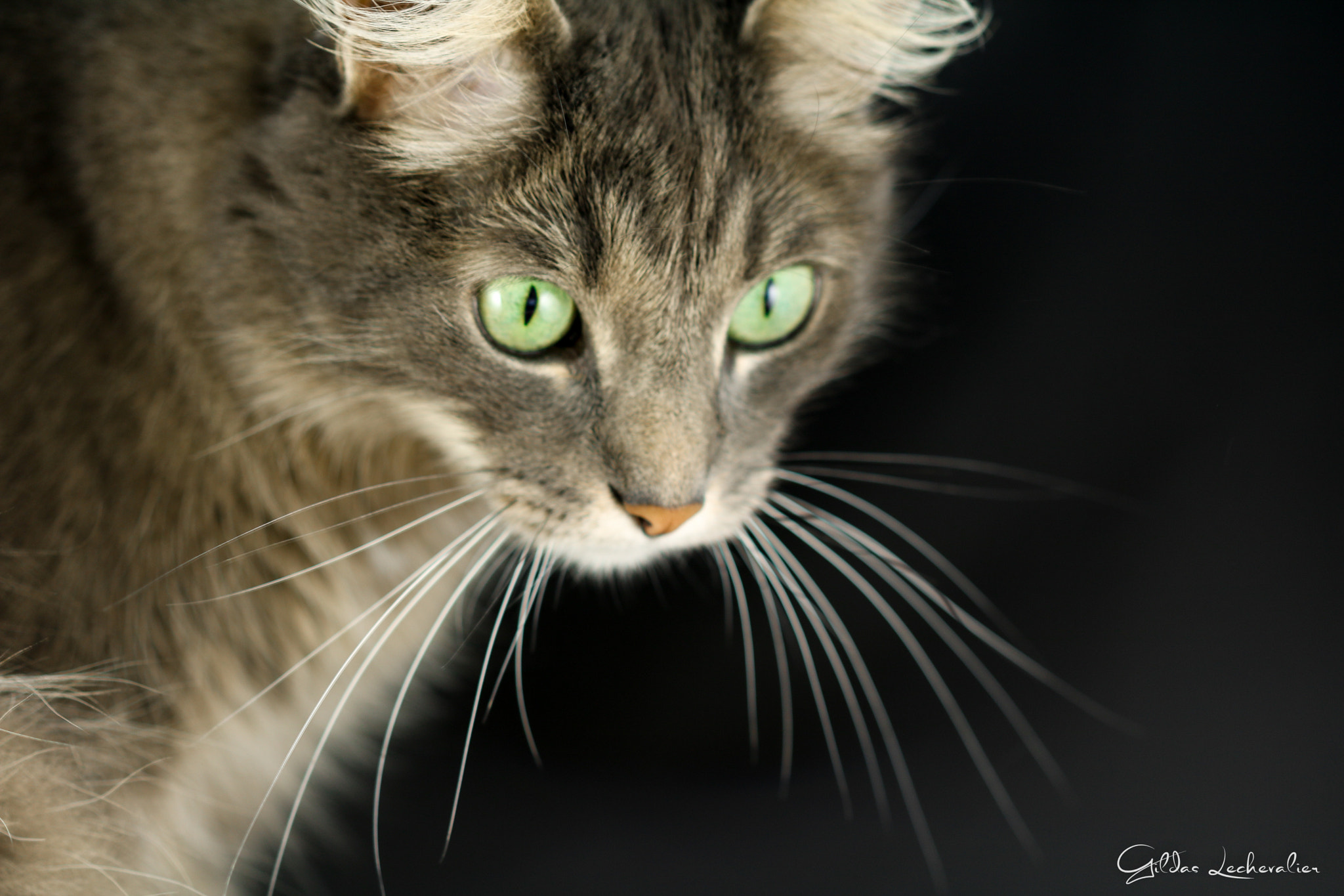 Canon EF 100mm F2.8 Macro USM sample photo. Indiana photography