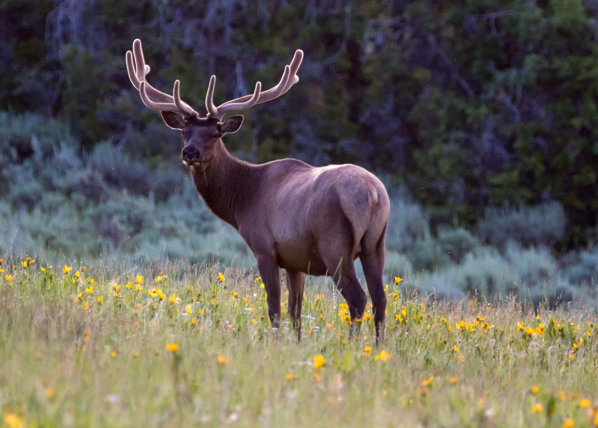 Canon EF 400mm F4.0 DO IS USM sample photo. Velvet bull photography