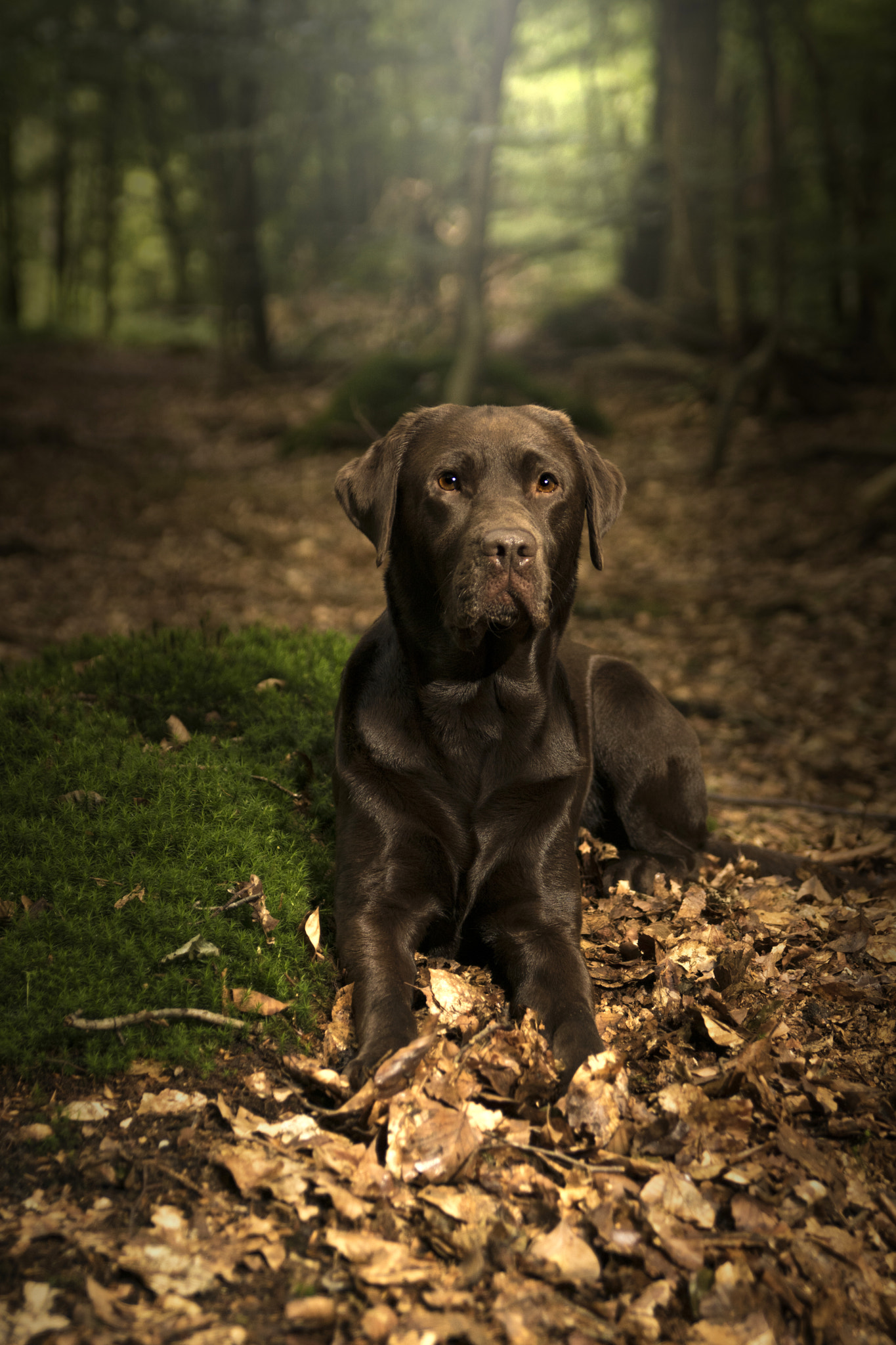 Sony ILCA-77M2 sample photo. Hanna im wald photography