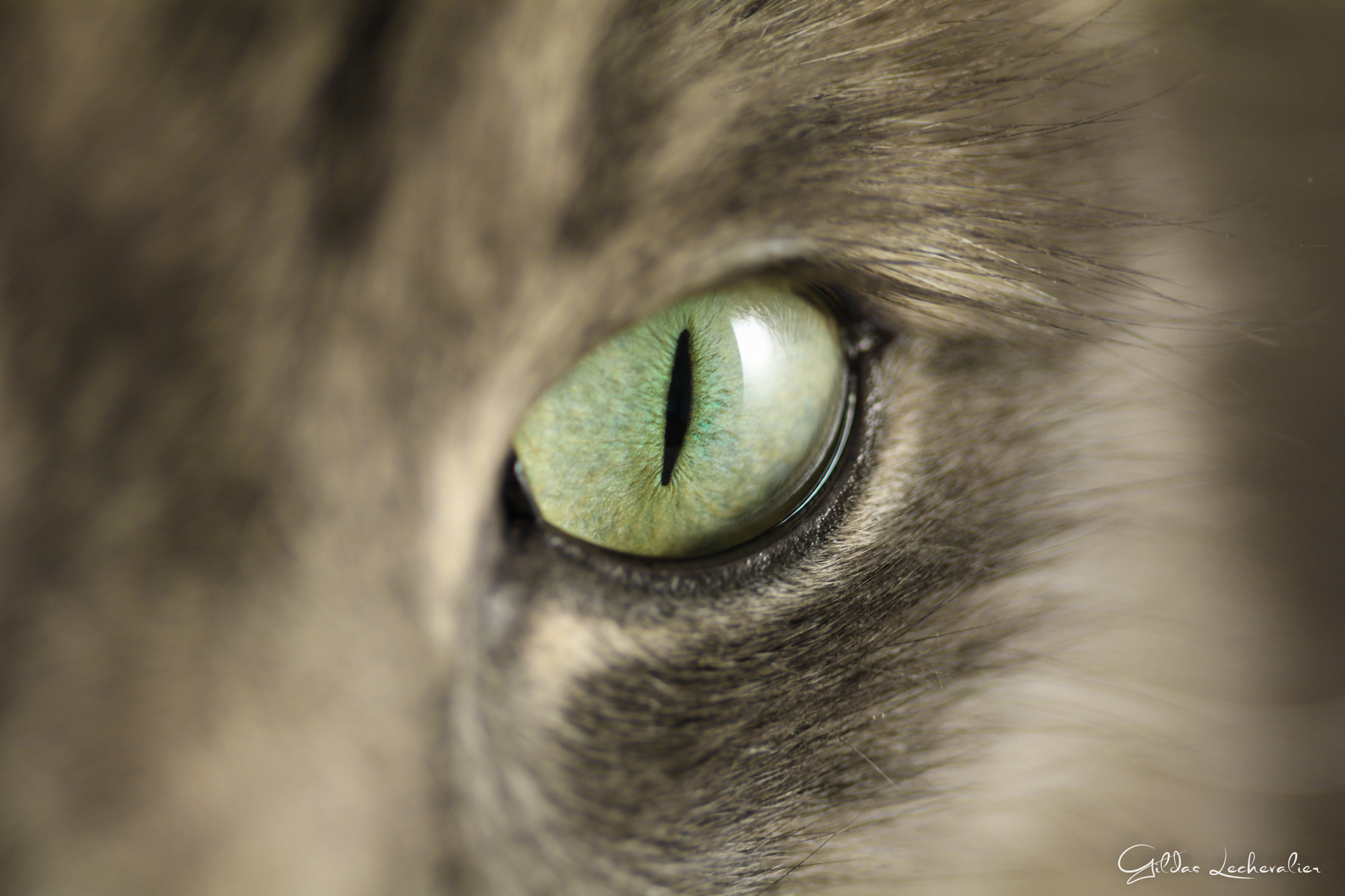 Canon EF 100mm F2.8 Macro USM sample photo. Indiana photography
