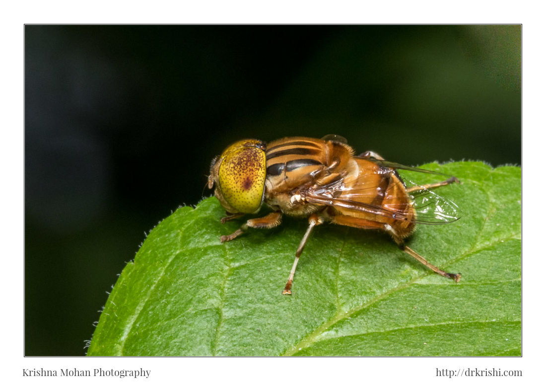 Canon EOS 80D + Canon EF 100mm F2.8L Macro IS USM sample photo. Spot eyed hoverfly photography