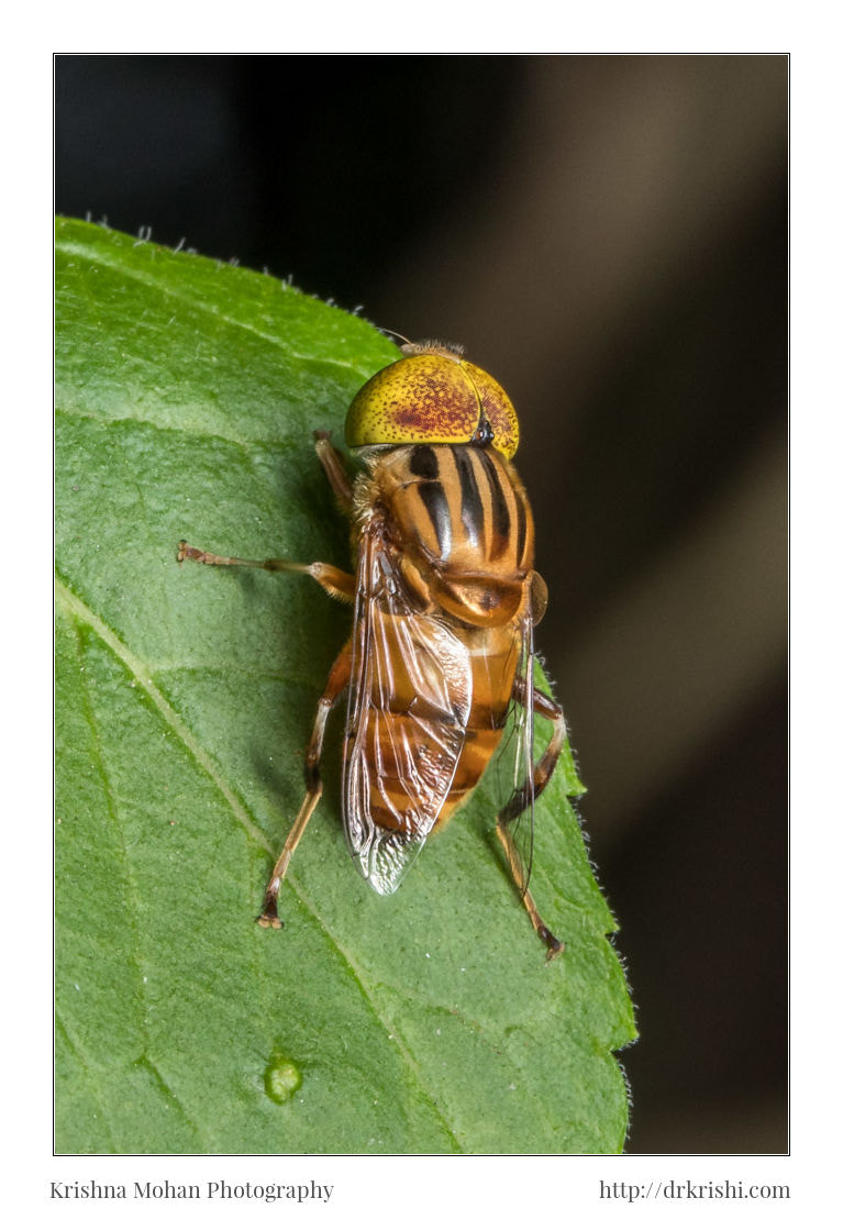 Canon EOS 80D + Canon EF 100mm F2.8L Macro IS USM sample photo. Spot eyed hoverfly photography