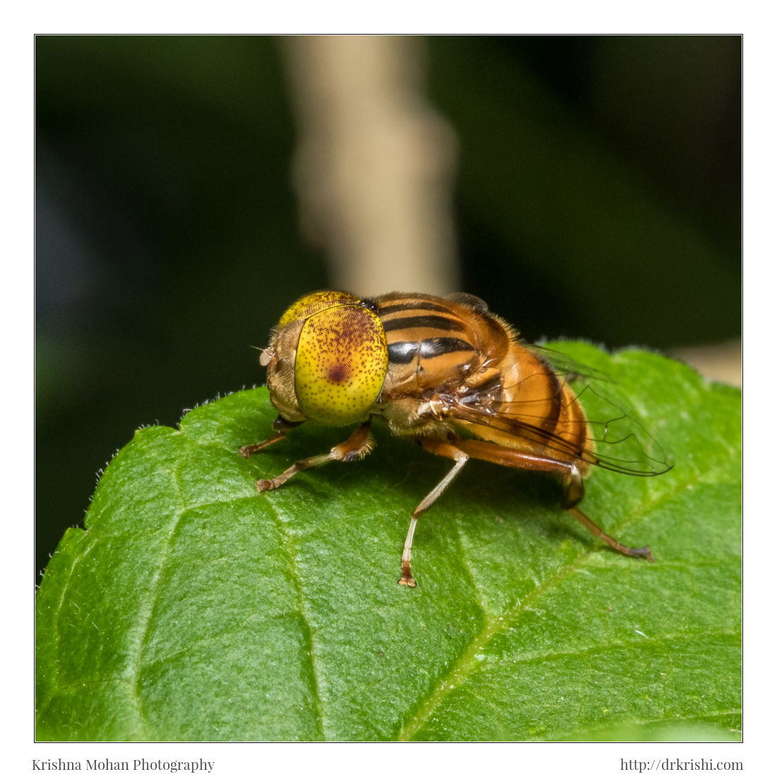 Canon EOS 80D + Canon EF 100mm F2.8L Macro IS USM sample photo. Spot eyed hoverfly photography