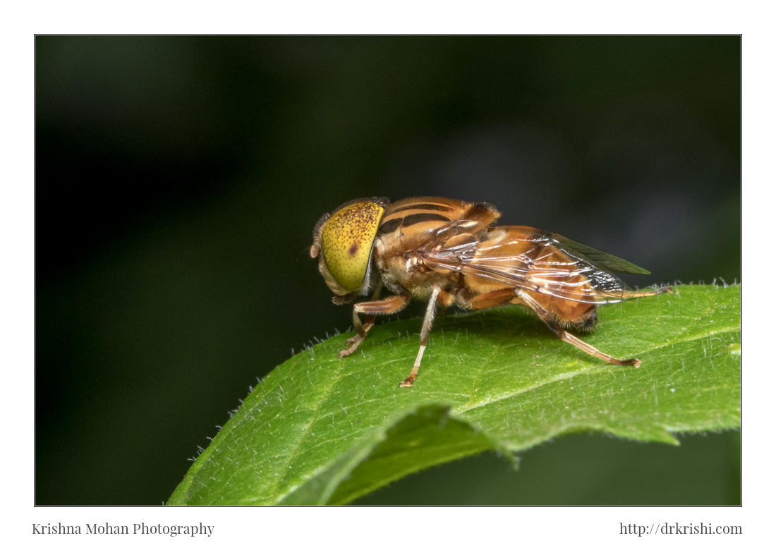 Canon EOS 80D + Canon EF 100mm F2.8L Macro IS USM sample photo. Spot eyed hoverfly photography