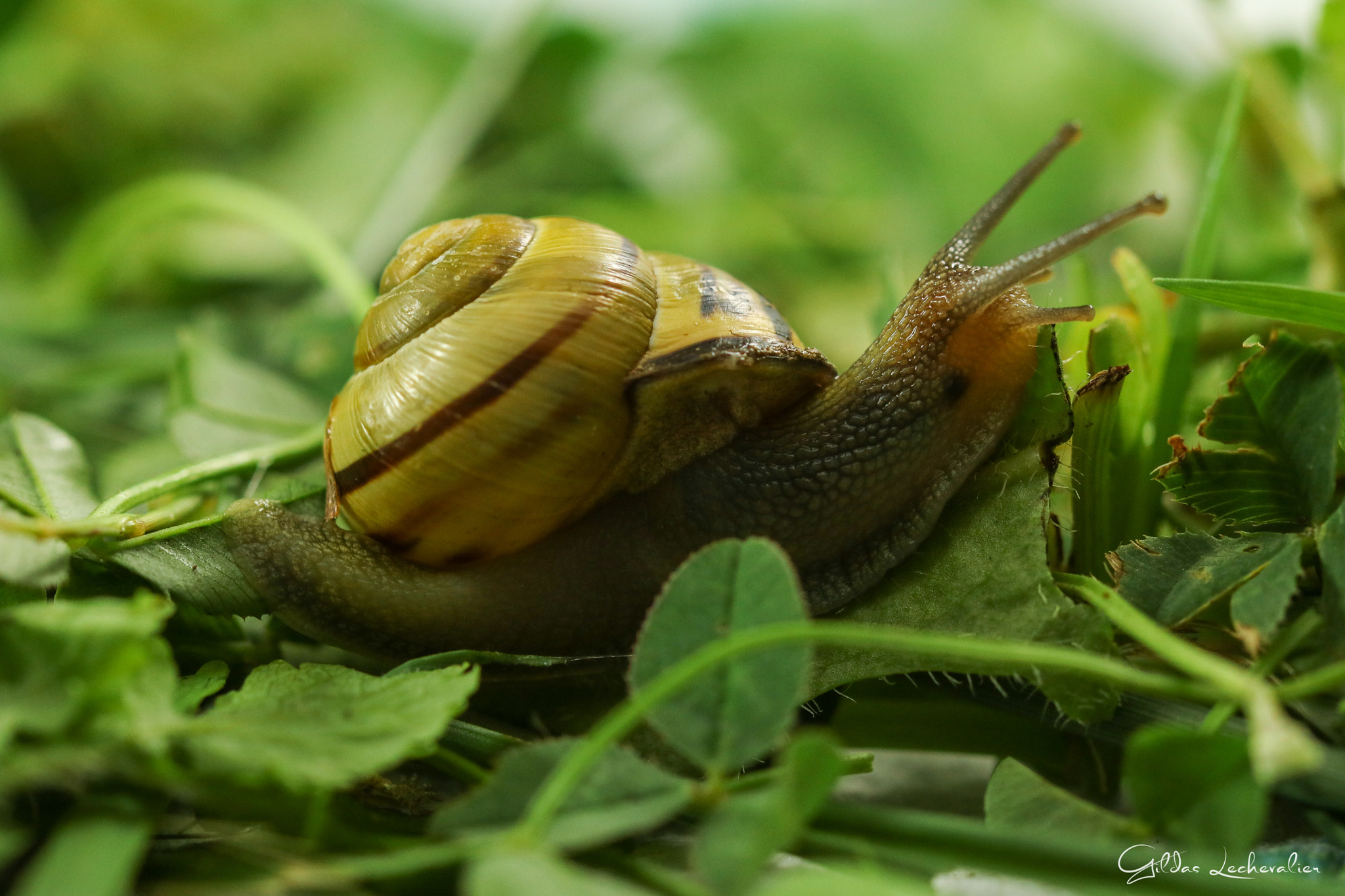 Canon EF 100mm F2.8 Macro USM sample photo. Snail photography
