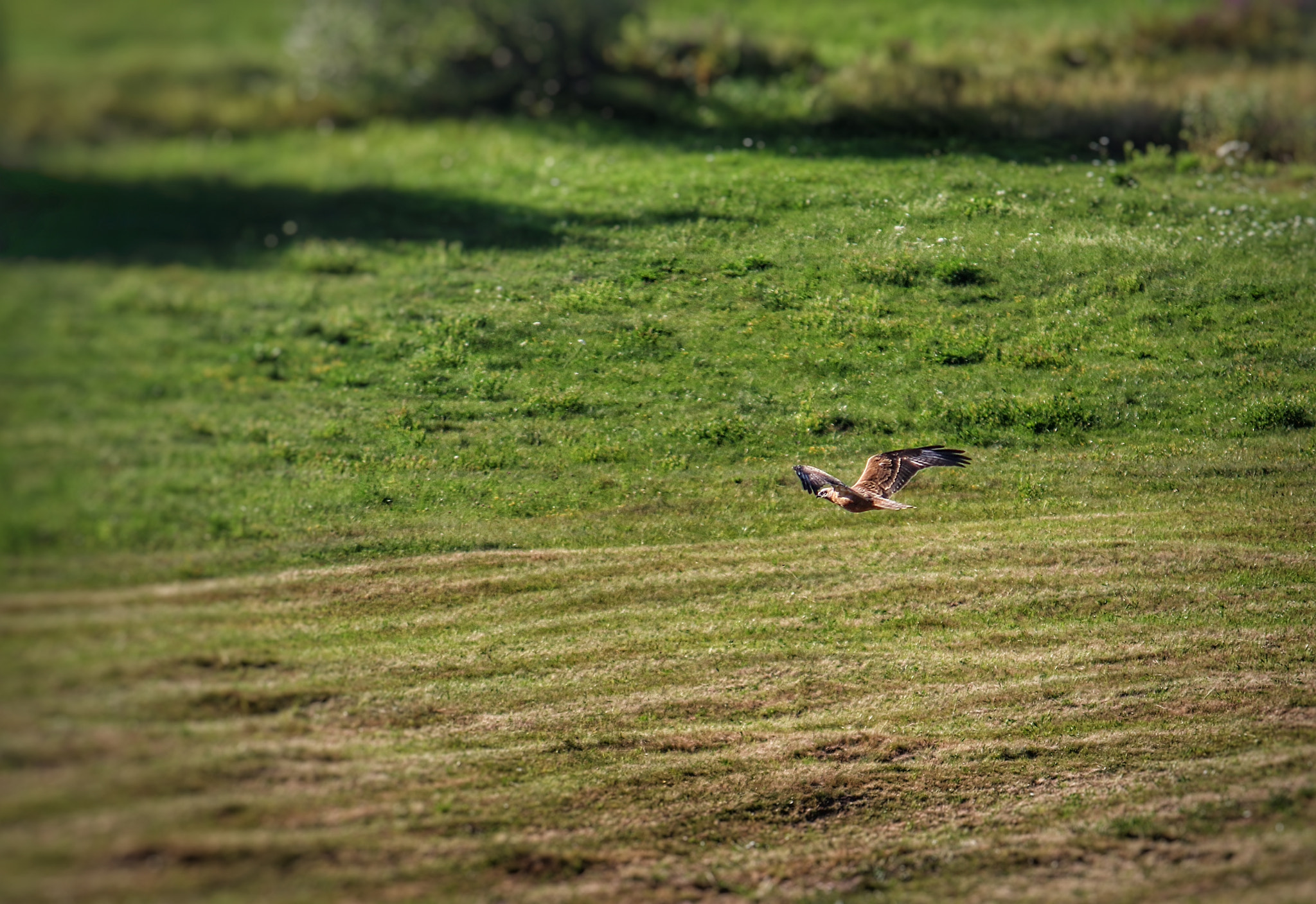 Canon EF-S 55-250mm F4-5.6 IS sample photo. Freedom photography