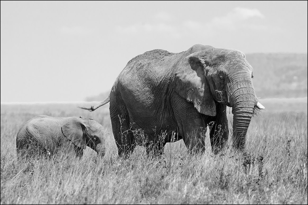 Canon EOS-1D Mark III + Canon EF 300mm F2.8L IS USM sample photo. Elephants of serengeti №5 photography