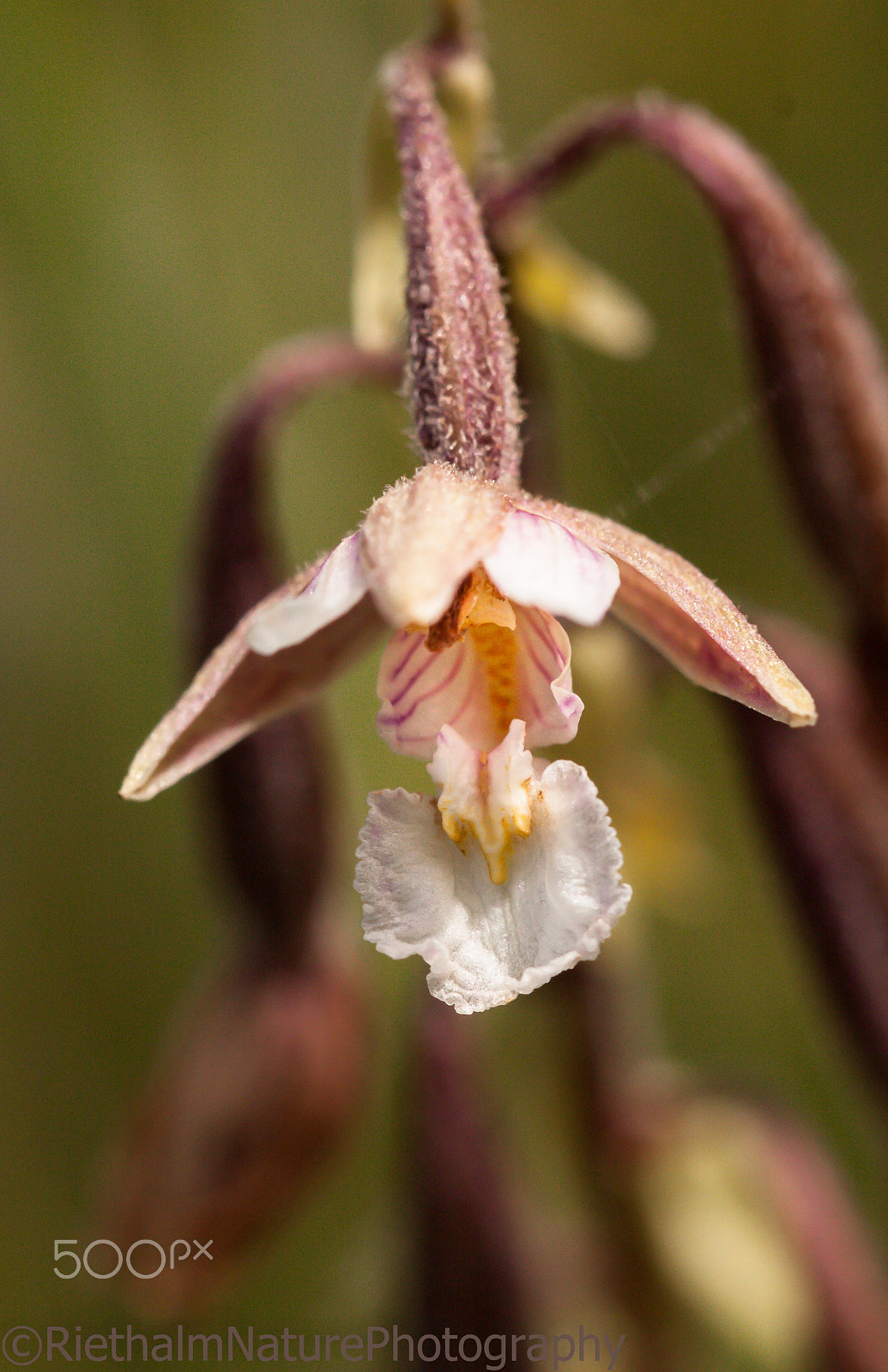 Canon EOS 50D + Canon EF 100mm F2.8L Macro IS USM sample photo. Marsh helleborine photography