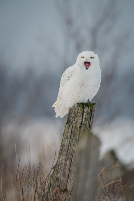 Nikon AF-S Nikkor 600mm F4G ED VR sample photo. Scream photography