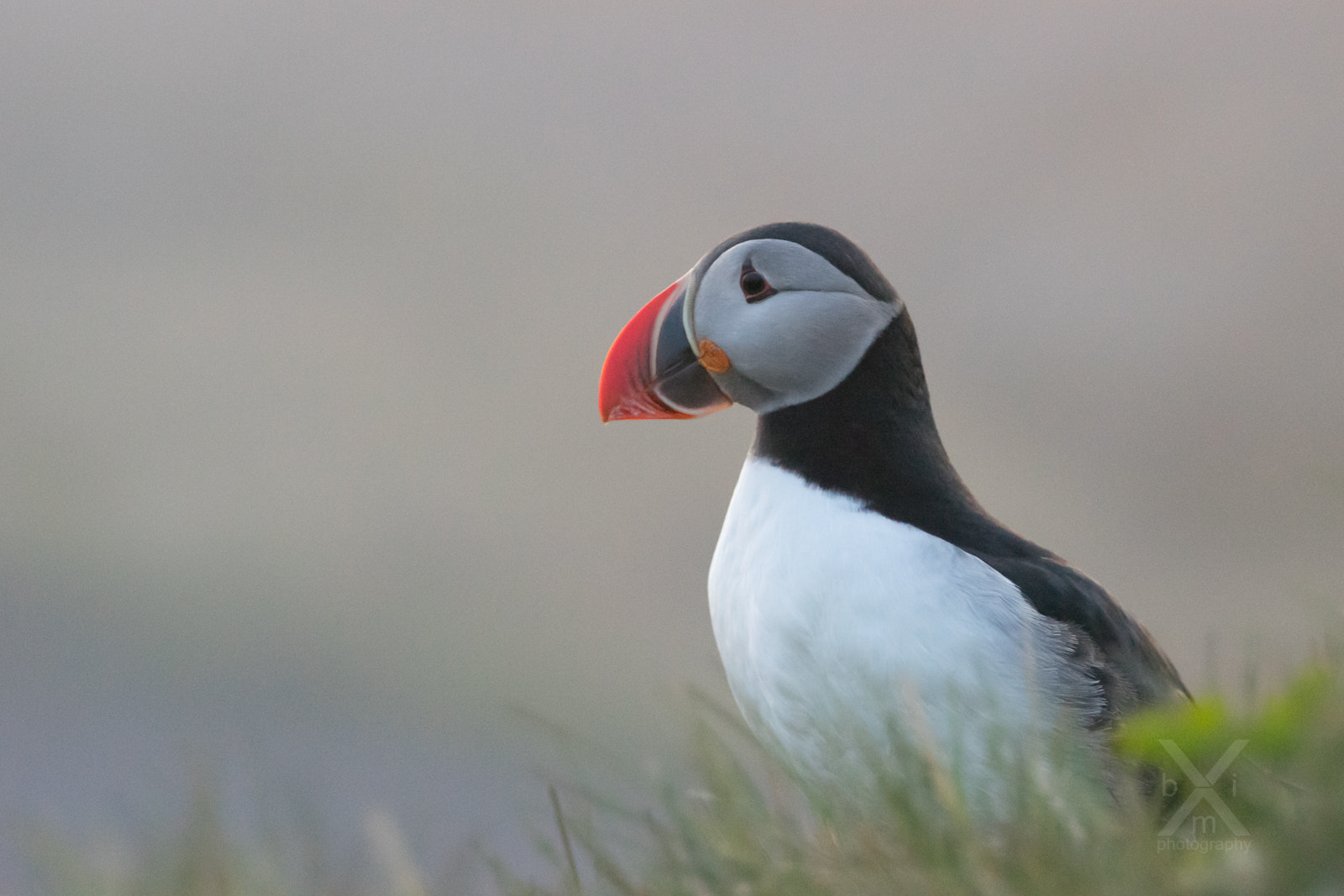 Sony 135mm F2.8 [T4.5] STF sample photo. Puffin photography