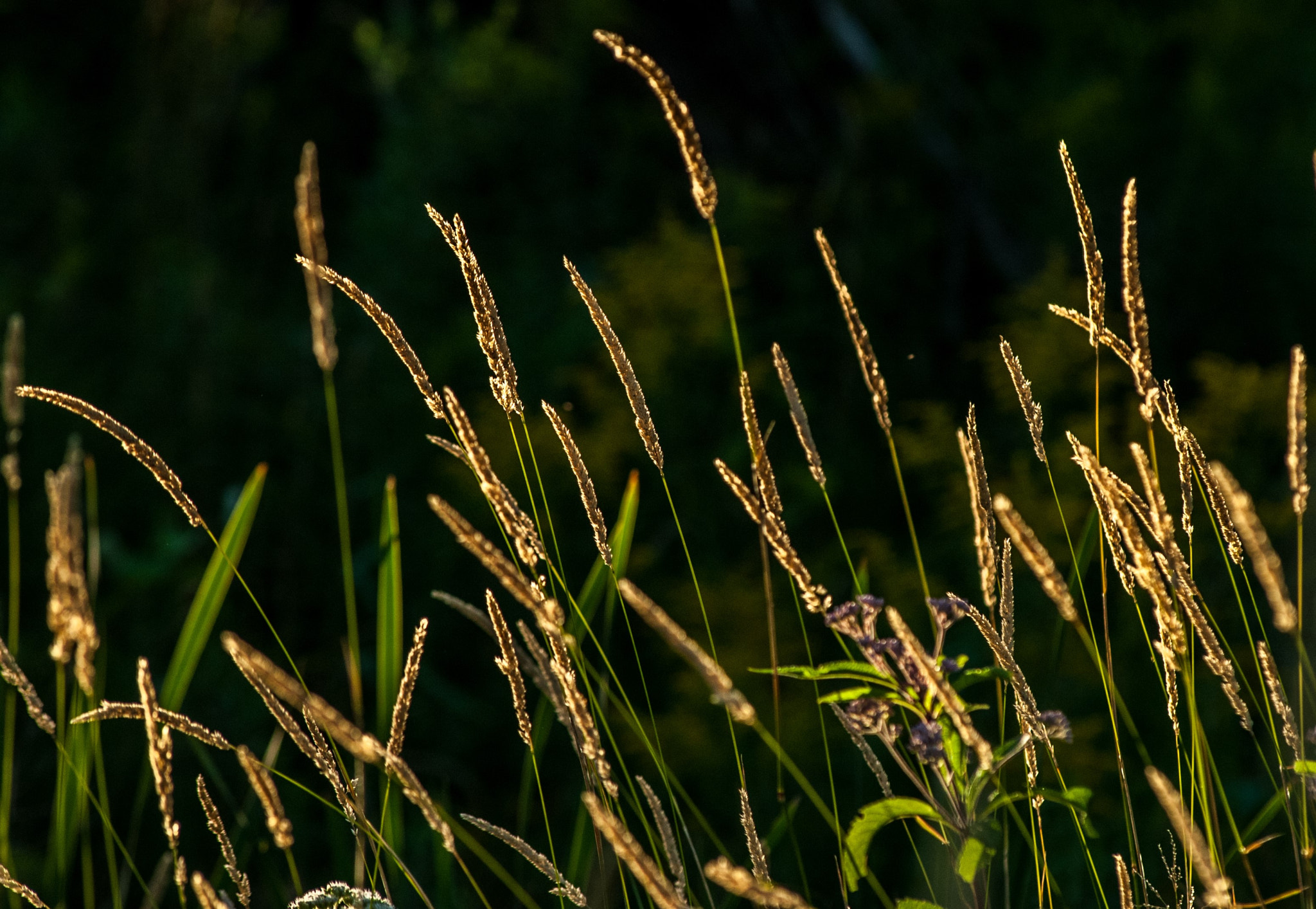 AF Zoom-Nikkor 80-200mm f/2.8 ED sample photo. Wheat photography