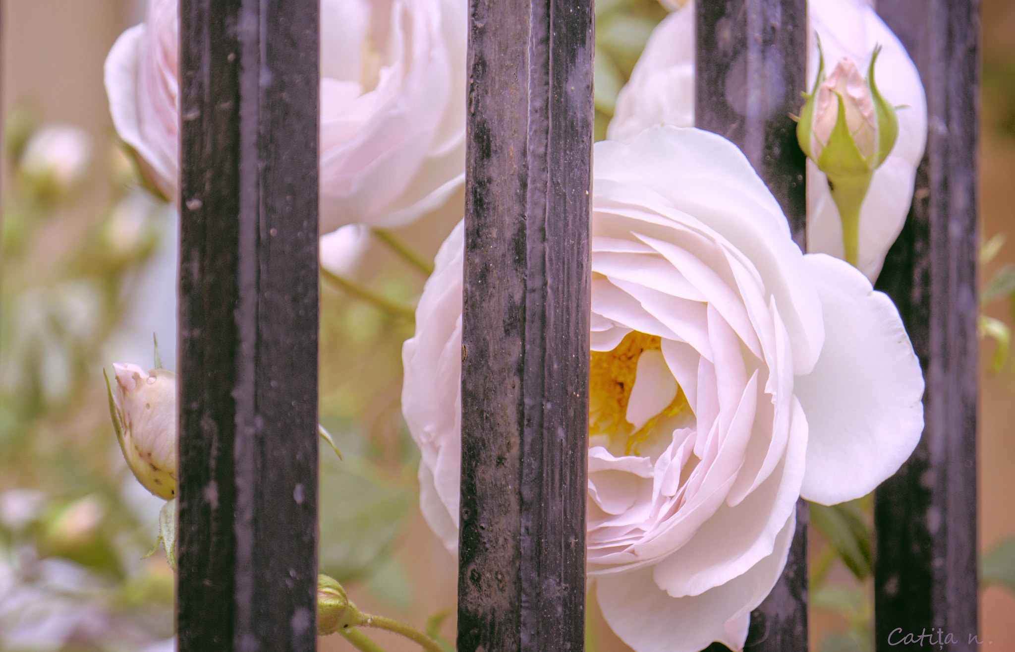 Samsung NX2000 + Samsung NX 18-55mm F3.5-5.6 OIS sample photo. Adao photography