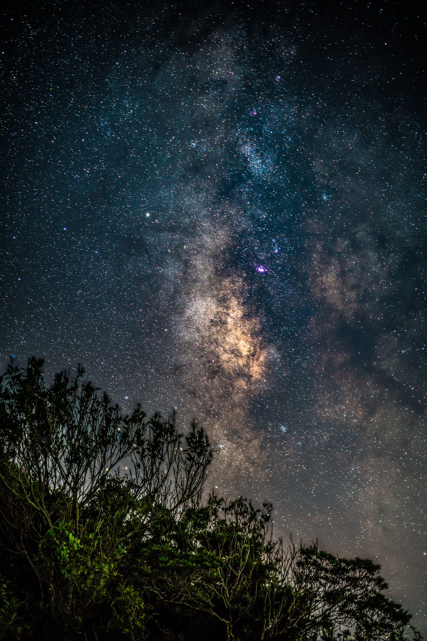 ZEISS Otus 55mm F1.4 sample photo. Tree & milky way photography