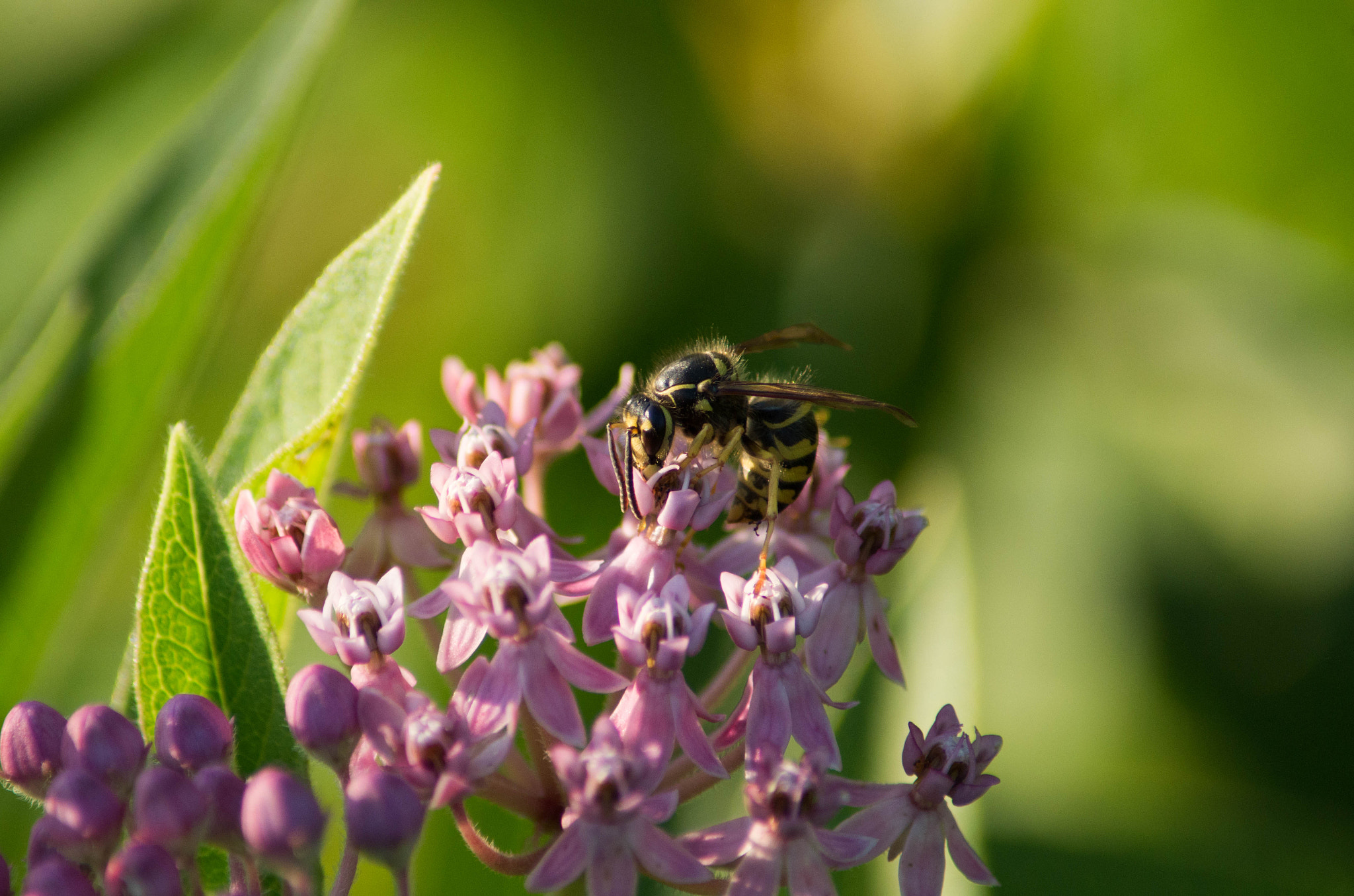 Pentax K-50 sample photo. Bee on some flowers photography