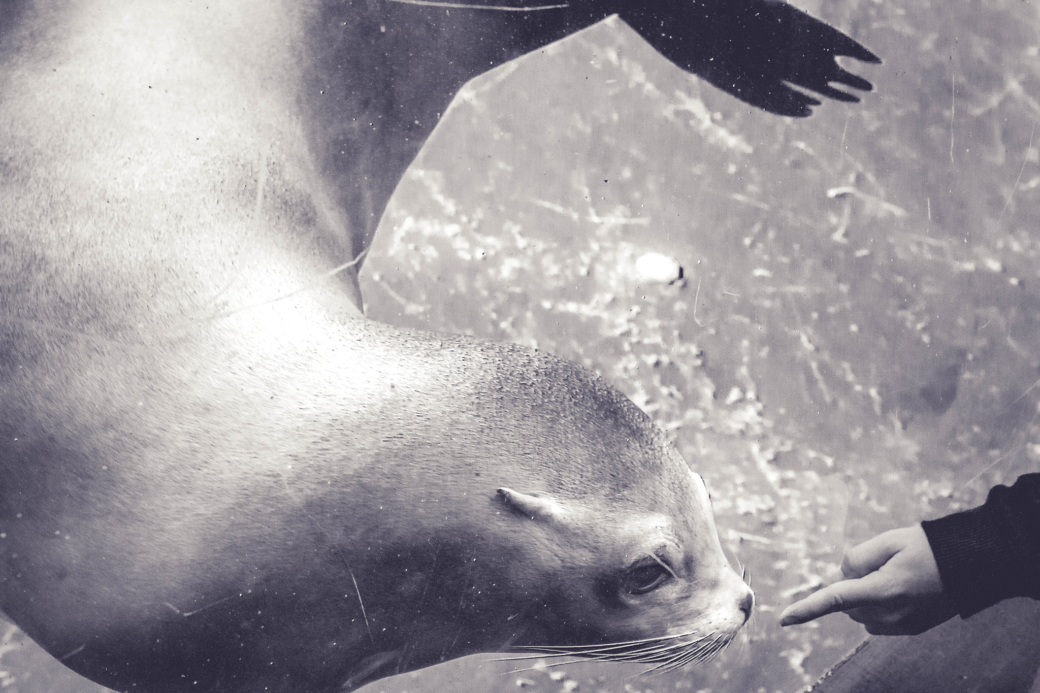 Sigma 24mm F1.4 DG HSM Art sample photo. Friendly seal photography