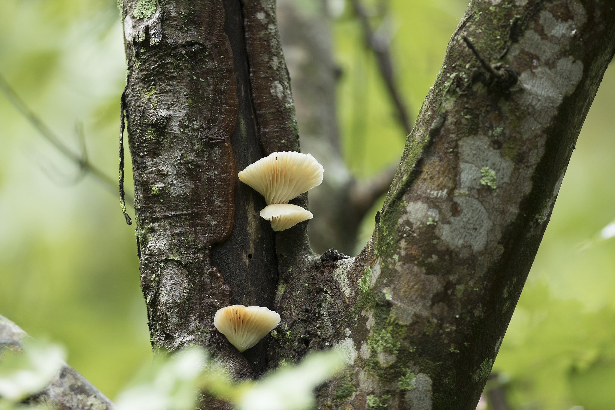 Canon EF 300mm F2.8L IS II USM sample photo. Oyster mushrooms photography
