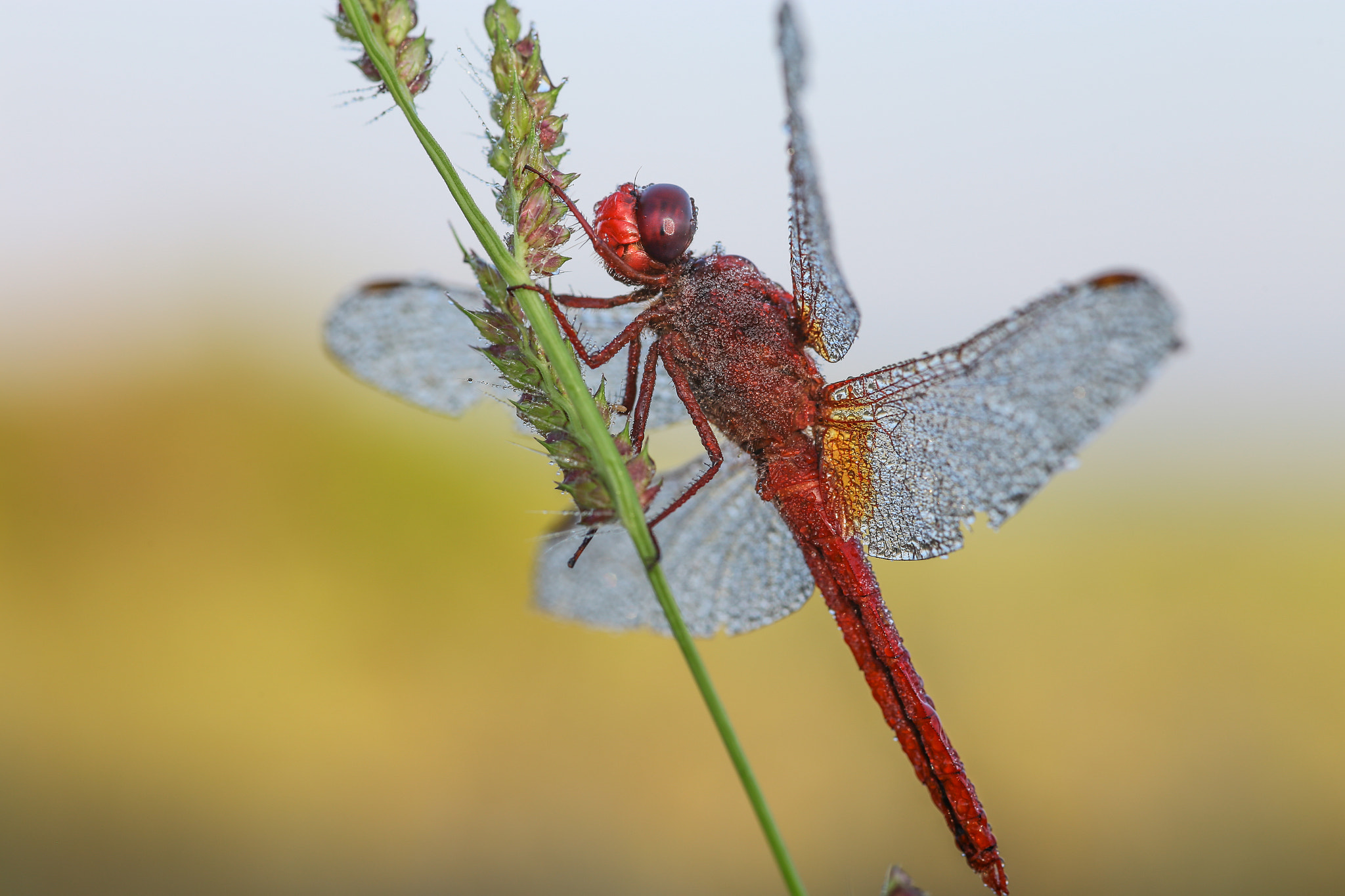 Canon EOS 6D + Sigma 105mm F2.8 EX DG Macro sample photo. Dragonfly photography