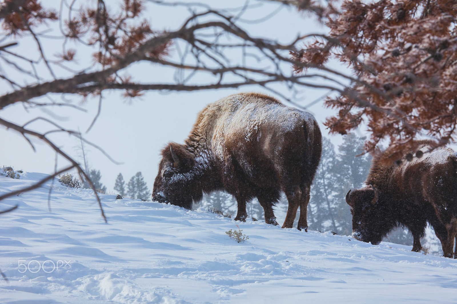 Canon EF 100-400mm F4.5-5.6L IS USM sample photo. Winter survival-yellowstone national park photography
