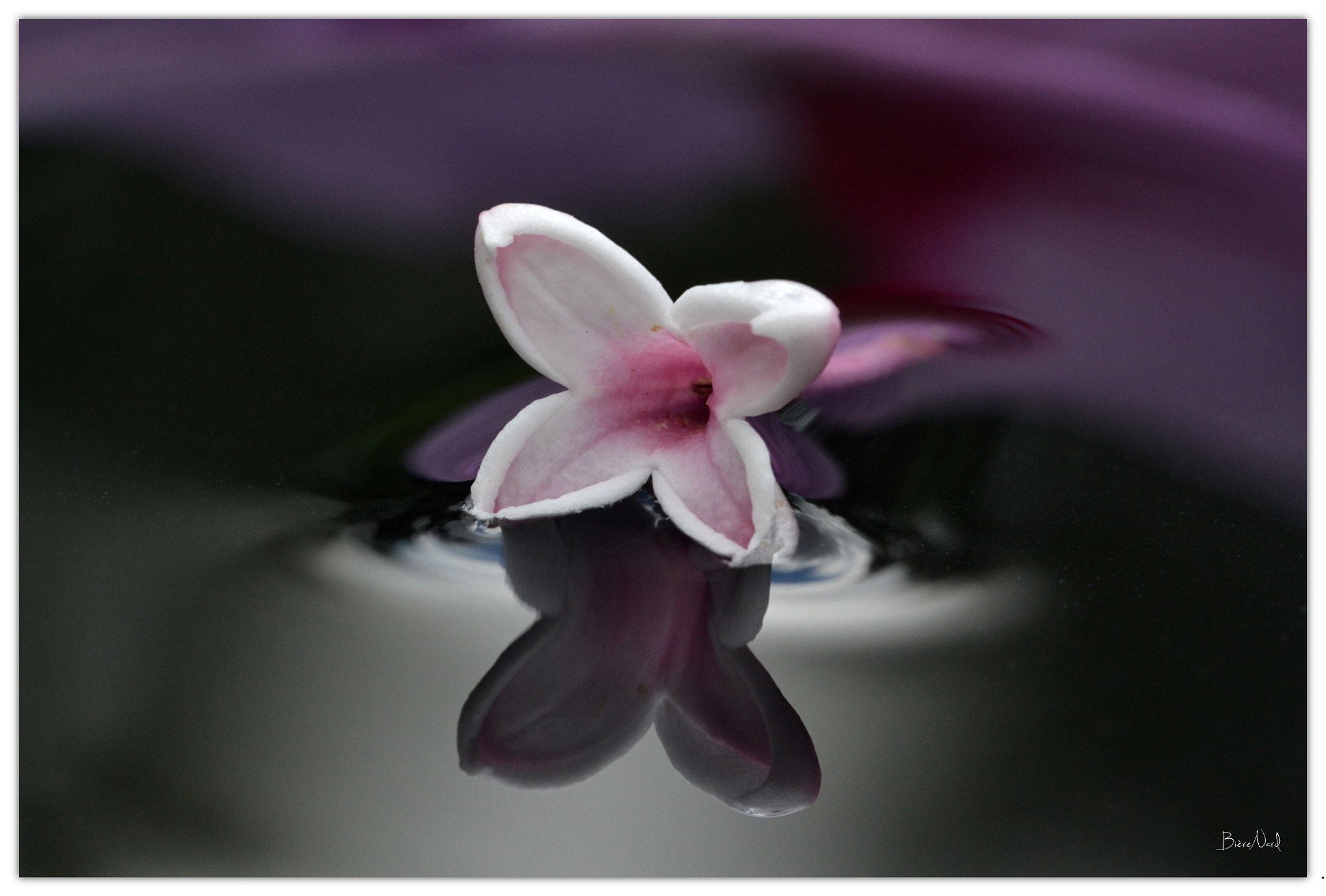 Nikon D3100 + Tamron SP 90mm F2.8 Di VC USD 1:1 Macro (F004) sample photo. Small flower on water surface photography
