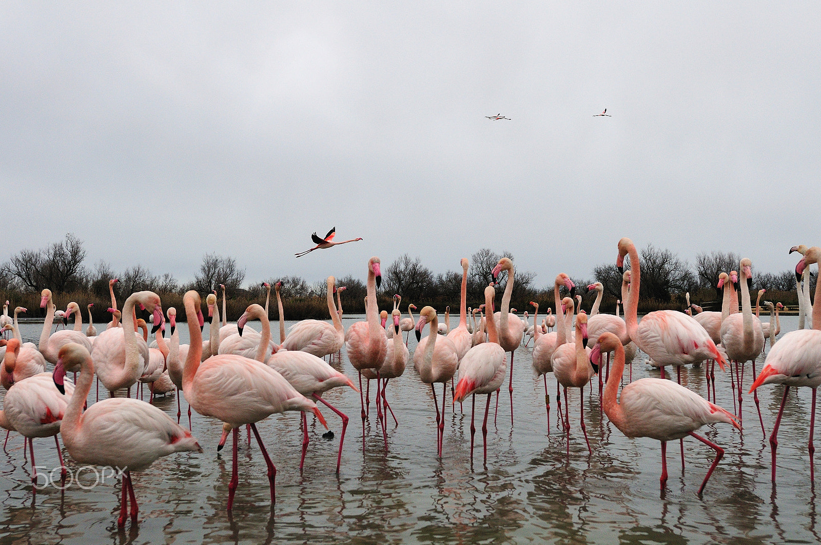 Nikon AF-S Nikkor 14-24mm F2.8G ED sample photo. Les flamants photography