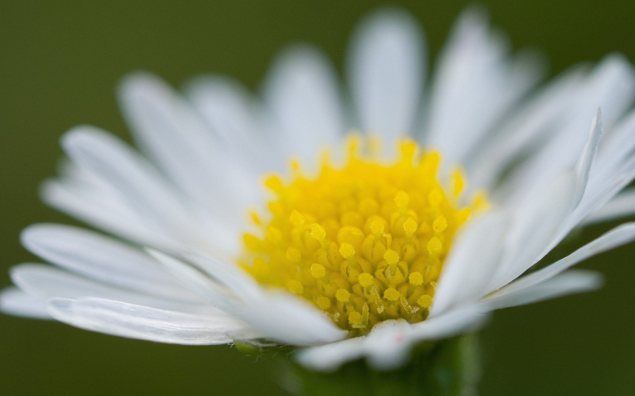 Olympus M.Zuiko Digital ED 60mm F2.8 Macro sample photo. Daisy photography