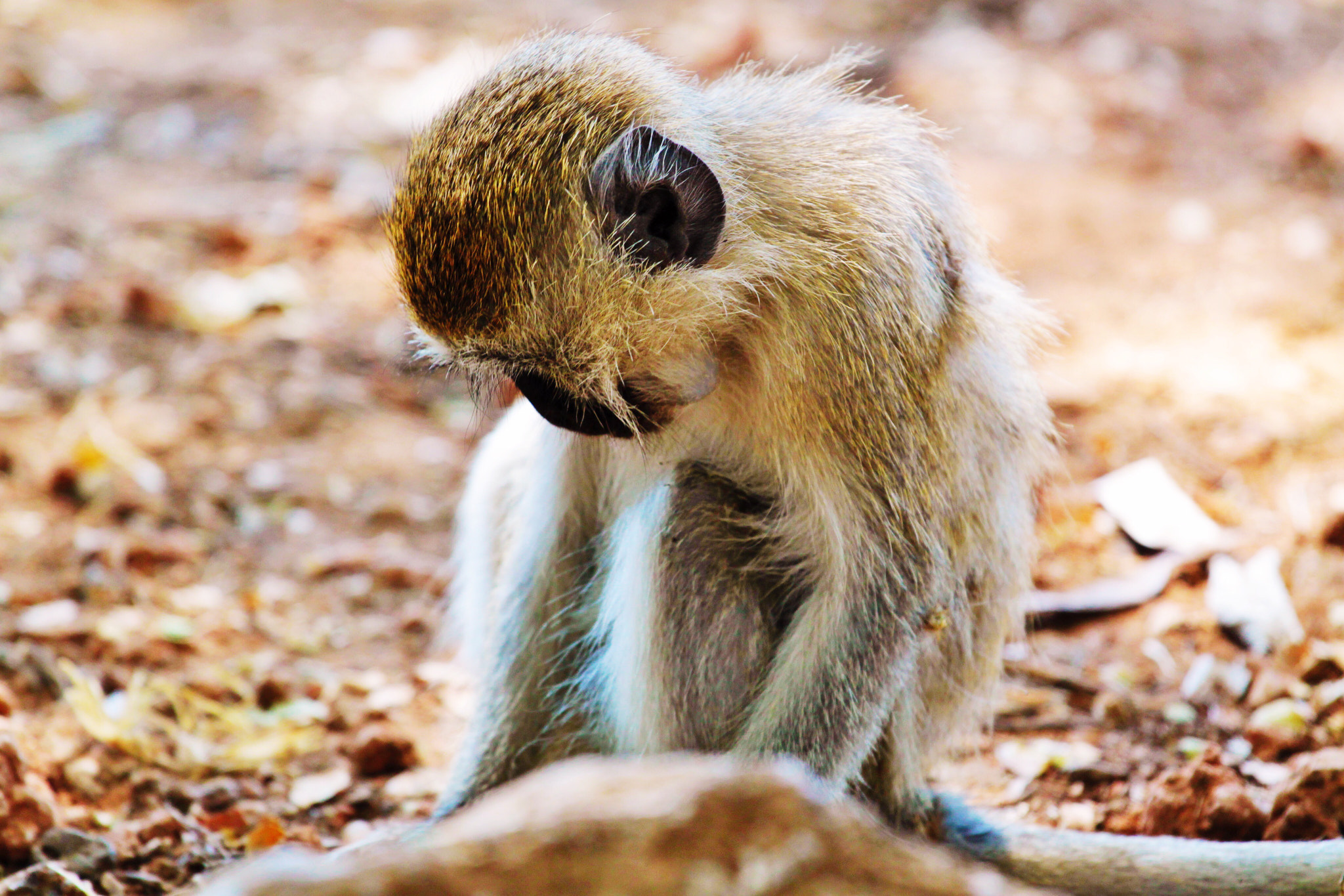 Canon EF 70-200mm F4L IS USM sample photo. Little friend photography