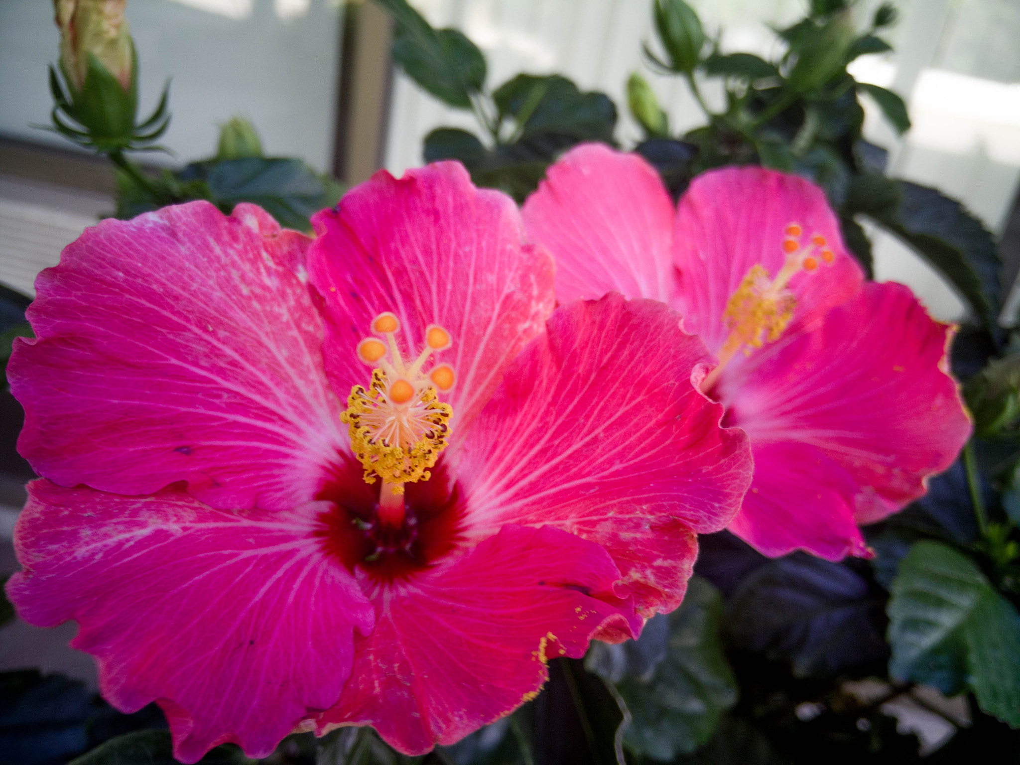 OnePlus One A0001 sample photo. Summer flowers photography
