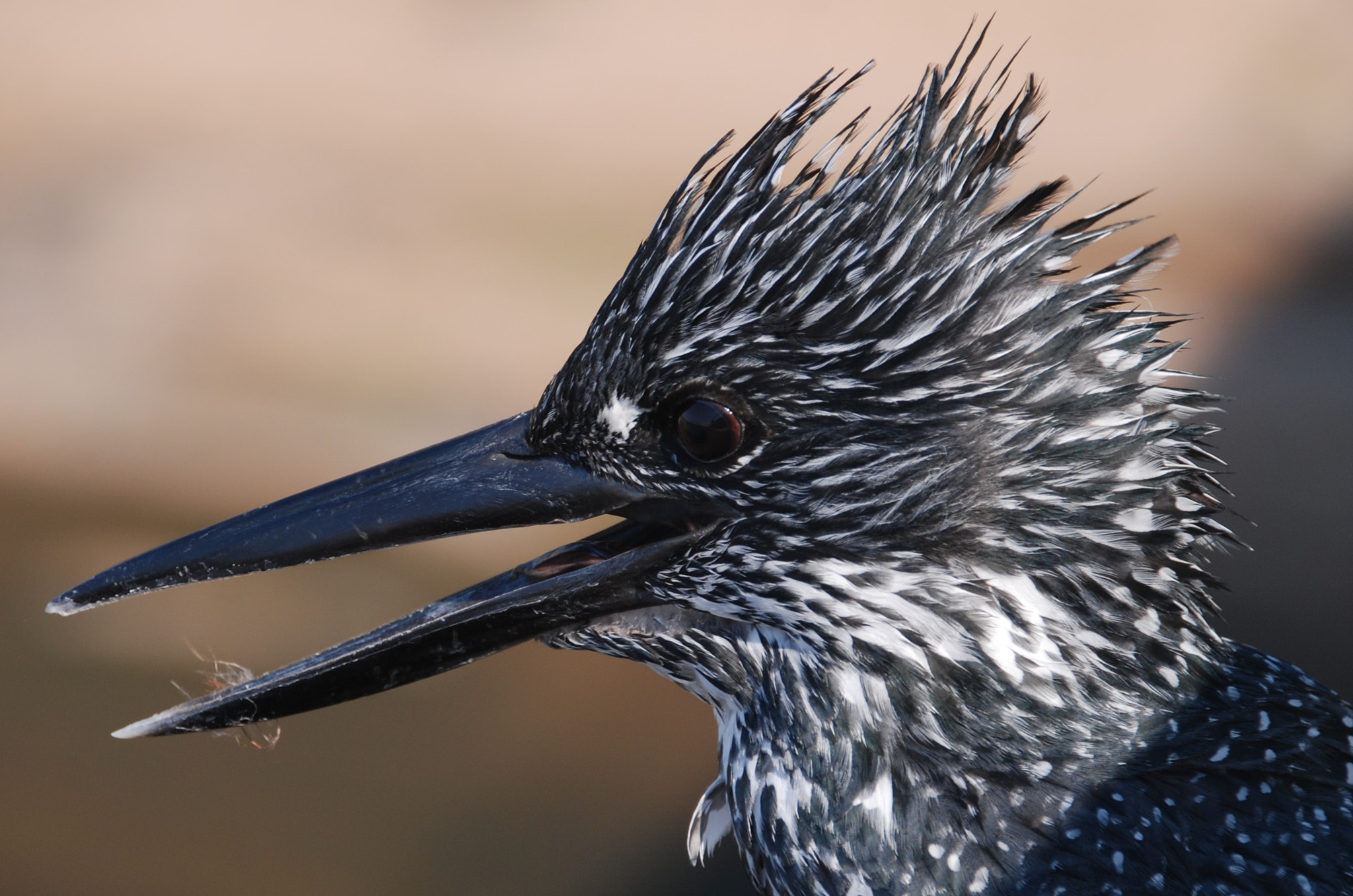 Sigma 18-250mm F3.5-6.3 DC Macro OS HSM sample photo. Giant kingfisher photography