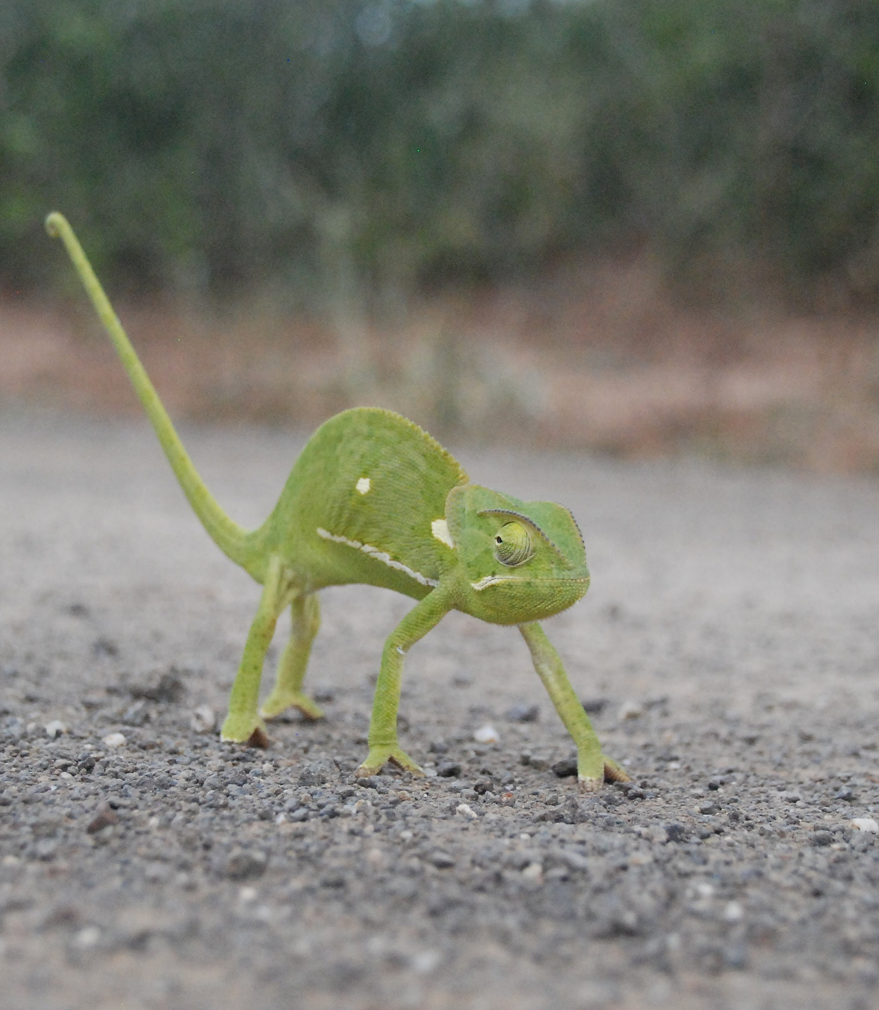 Sigma 18-250mm F3.5-6.3 DC Macro OS HSM sample photo. Flap-necked chameleon photography