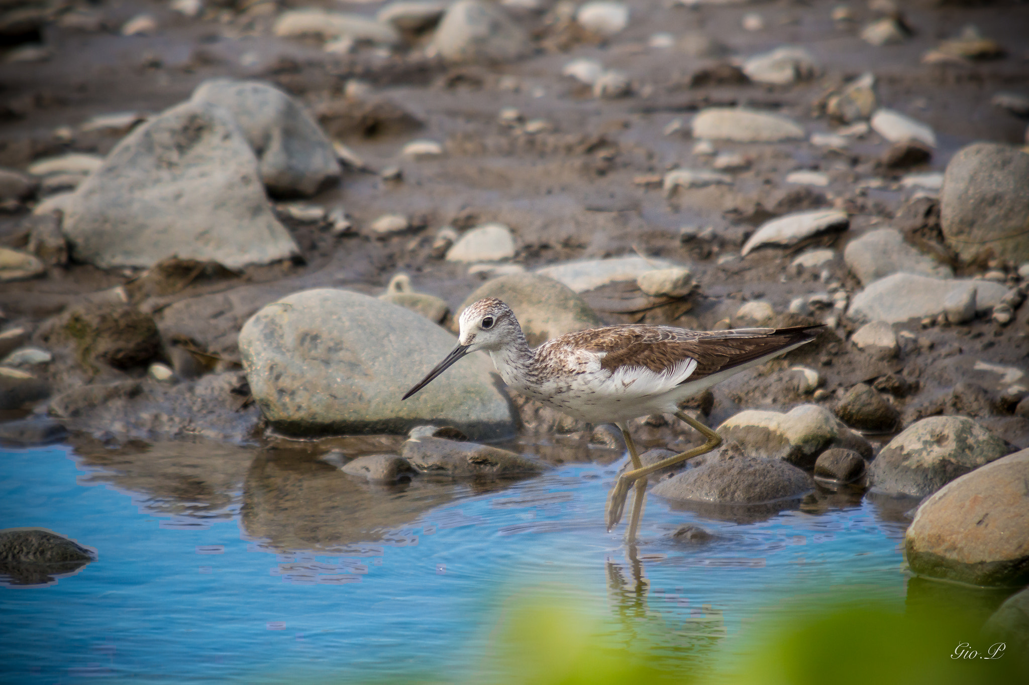 Sigma 70-200mm F2.8 EX DG OS HSM sample photo. Chevalier aboyeur photography