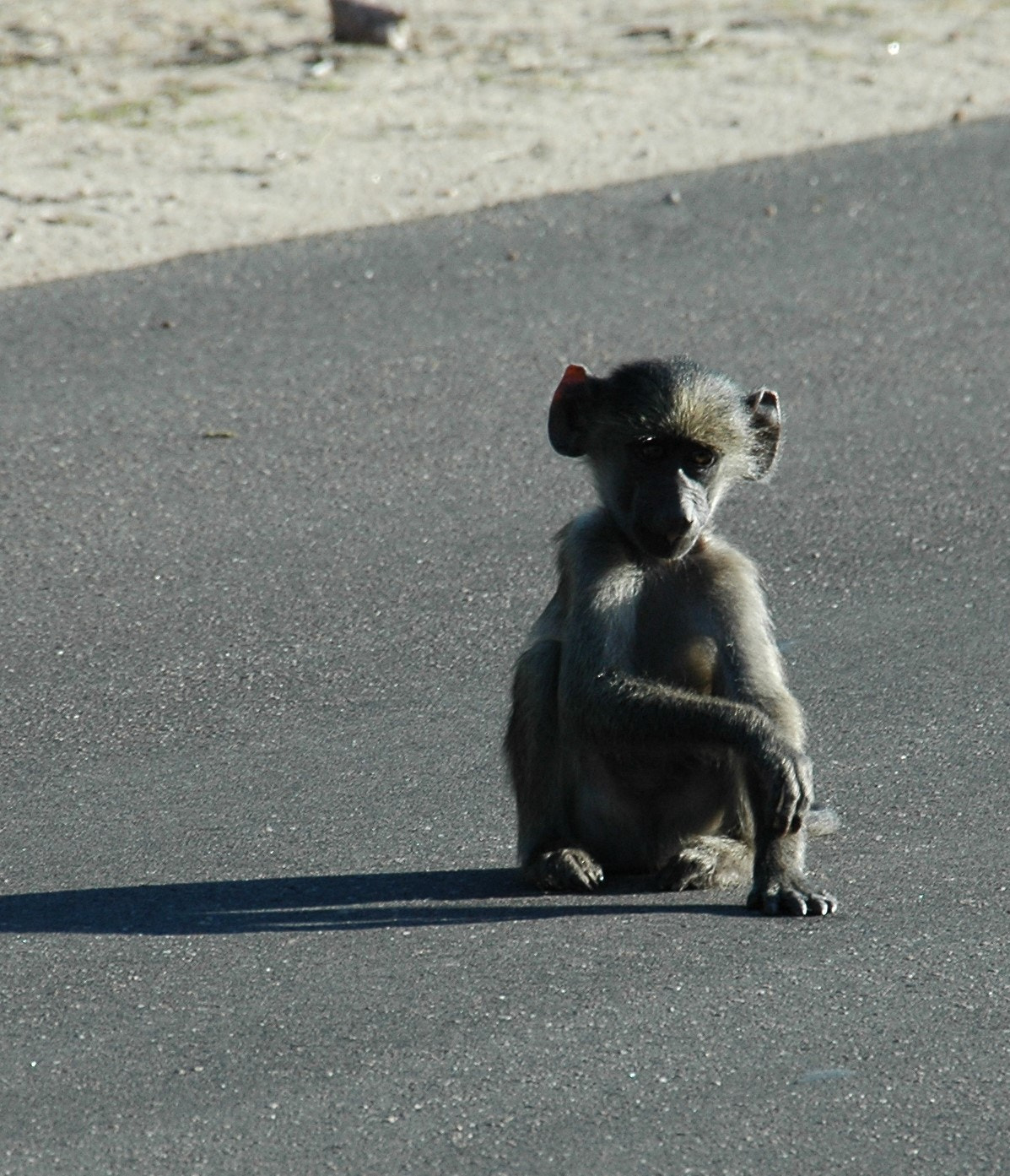 Nikon D70 sample photo. Baby baboon photography