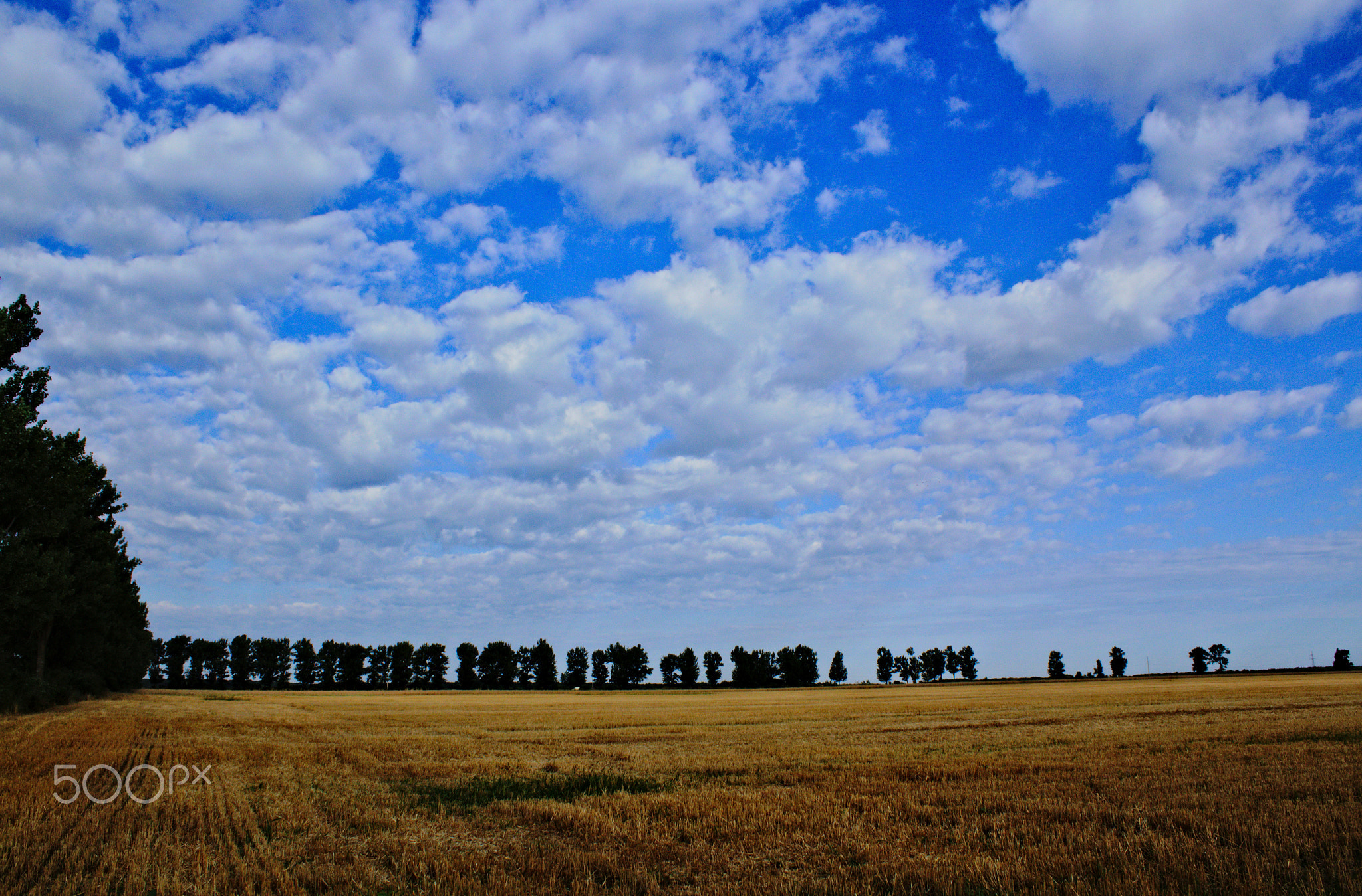 field and sky