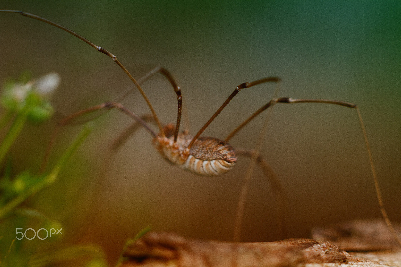 Sigma APO Macro 150mm f/2.8 EX DG HSM sample photo. Opiliones photography